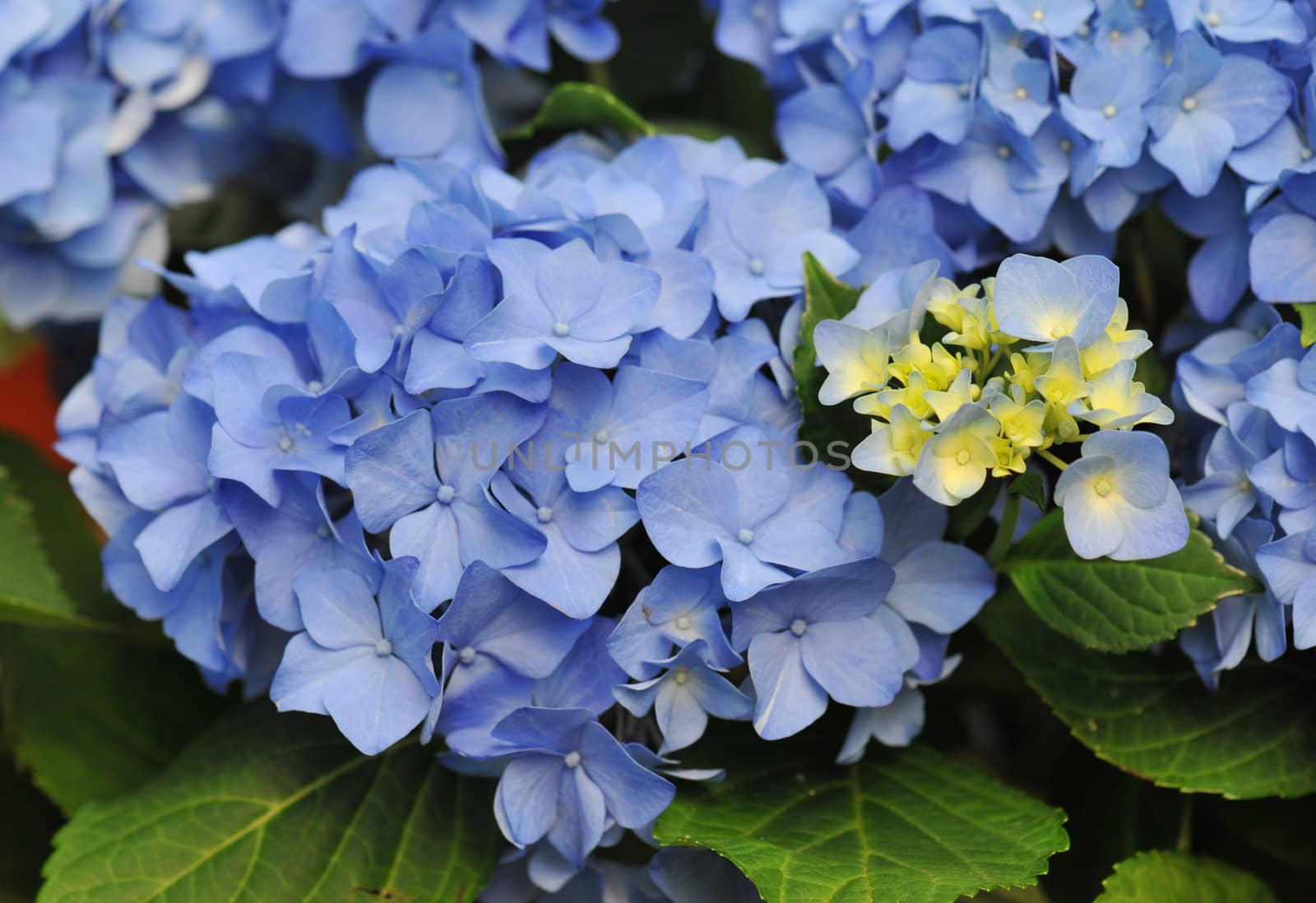 Blue Hydrangea (Hortensia)  by cynoclub