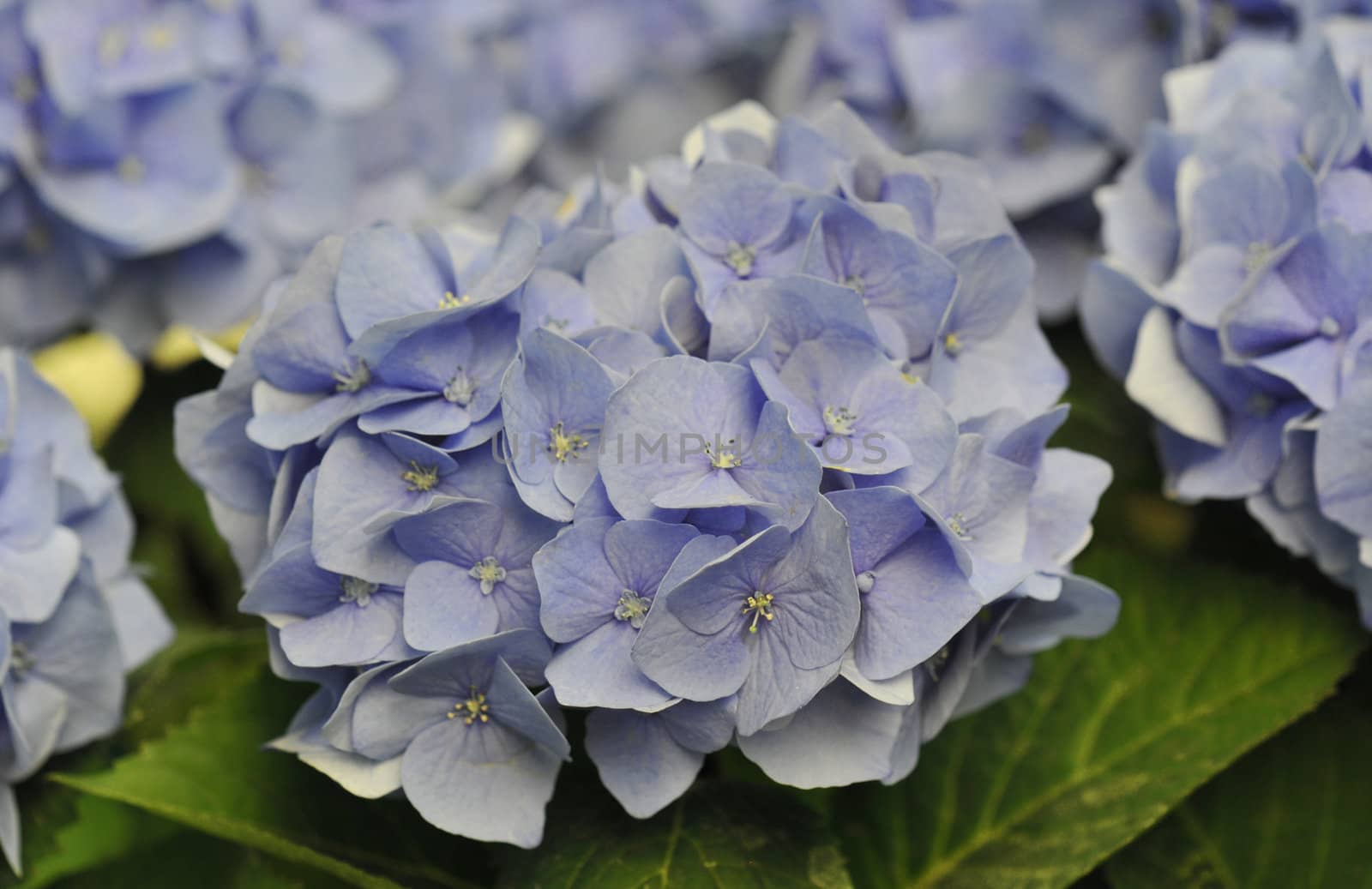 Blue Hydrangea (Hortensia) by cynoclub