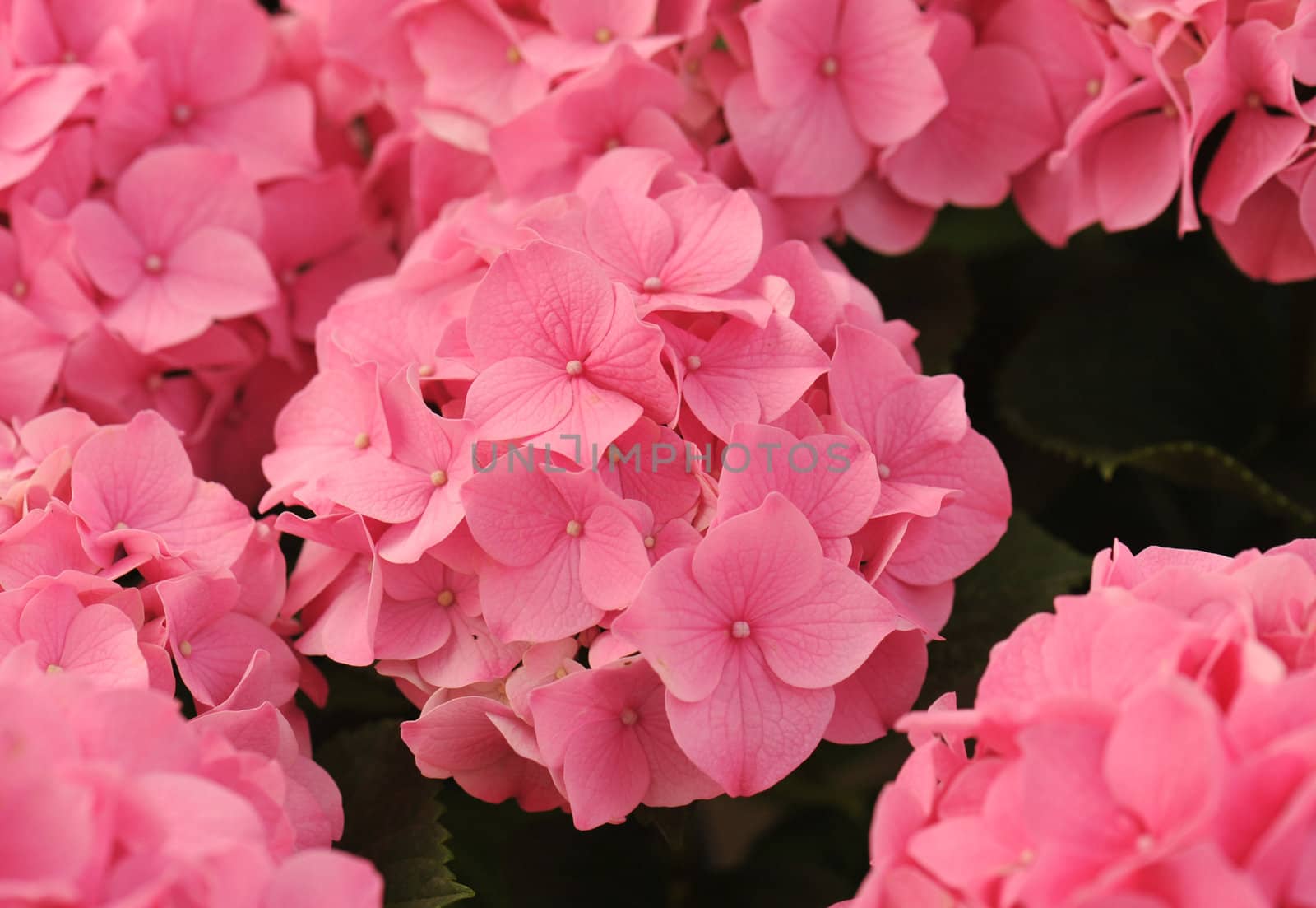 pink  Hydrangea (Hortensia) by cynoclub