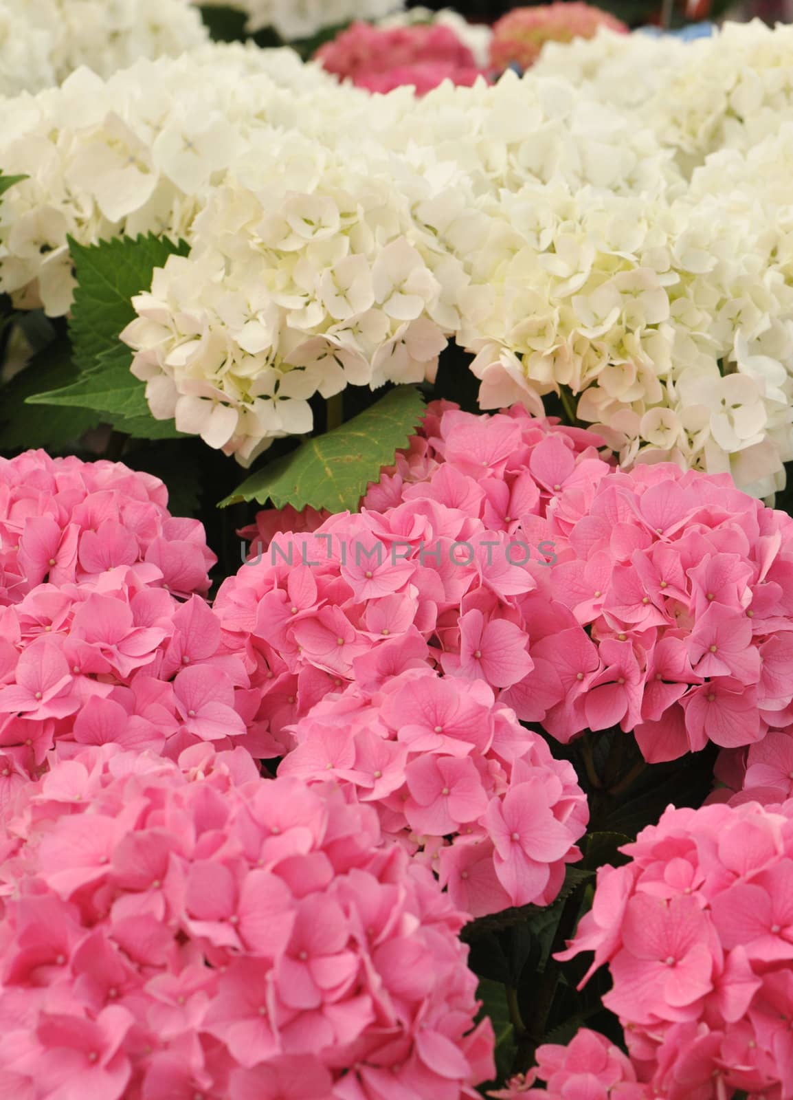 pink and white Hydrangea (Hortensia) by cynoclub