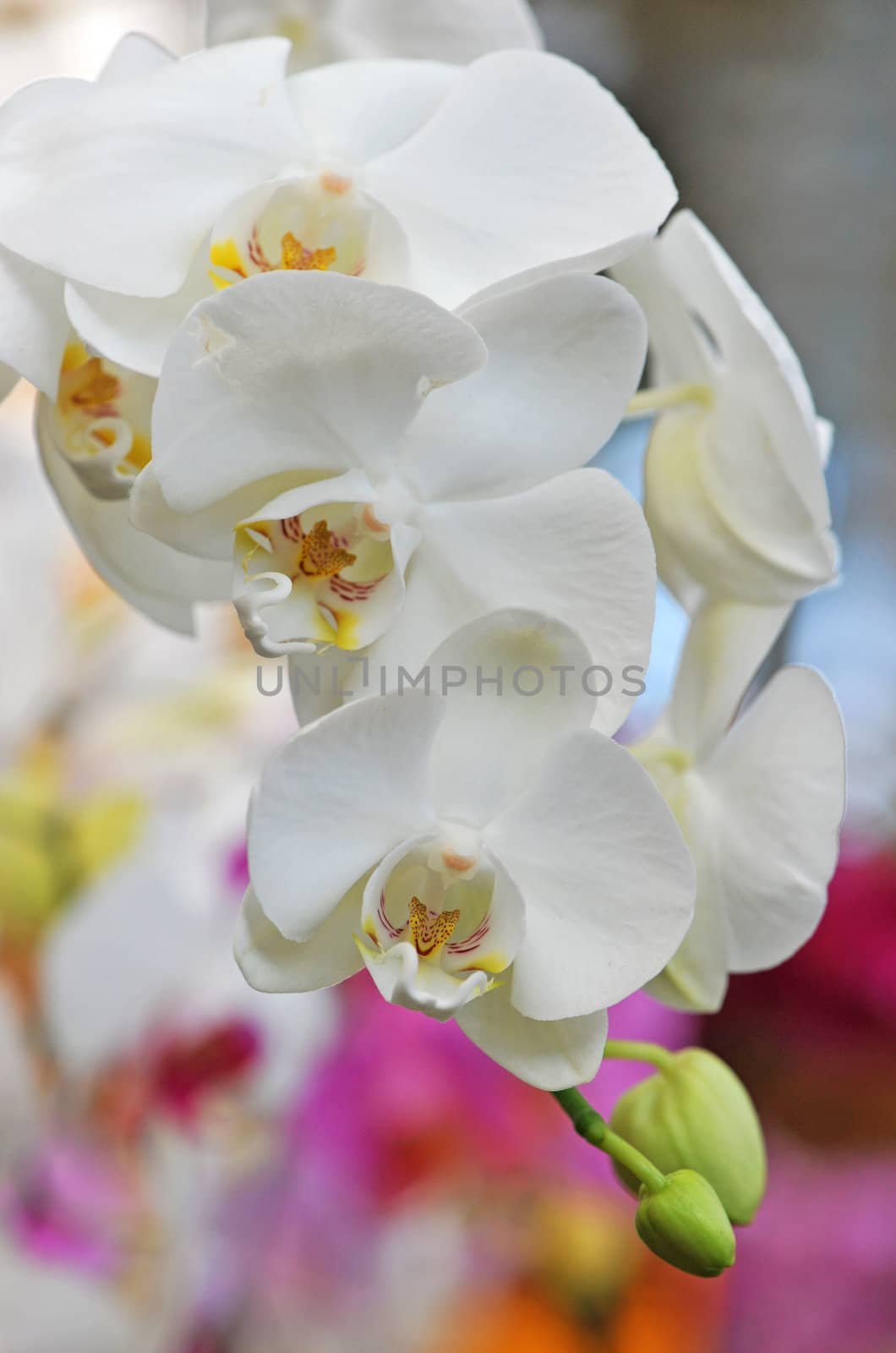 phalaenopsis by cynoclub