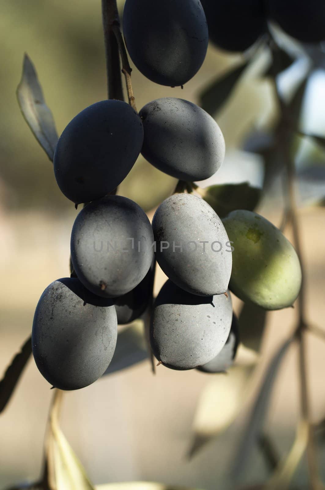 Closeup of ripened olives hanging in a branch