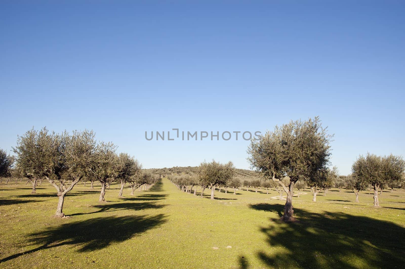 Olive grove in the fields of Alentejo, Portugal