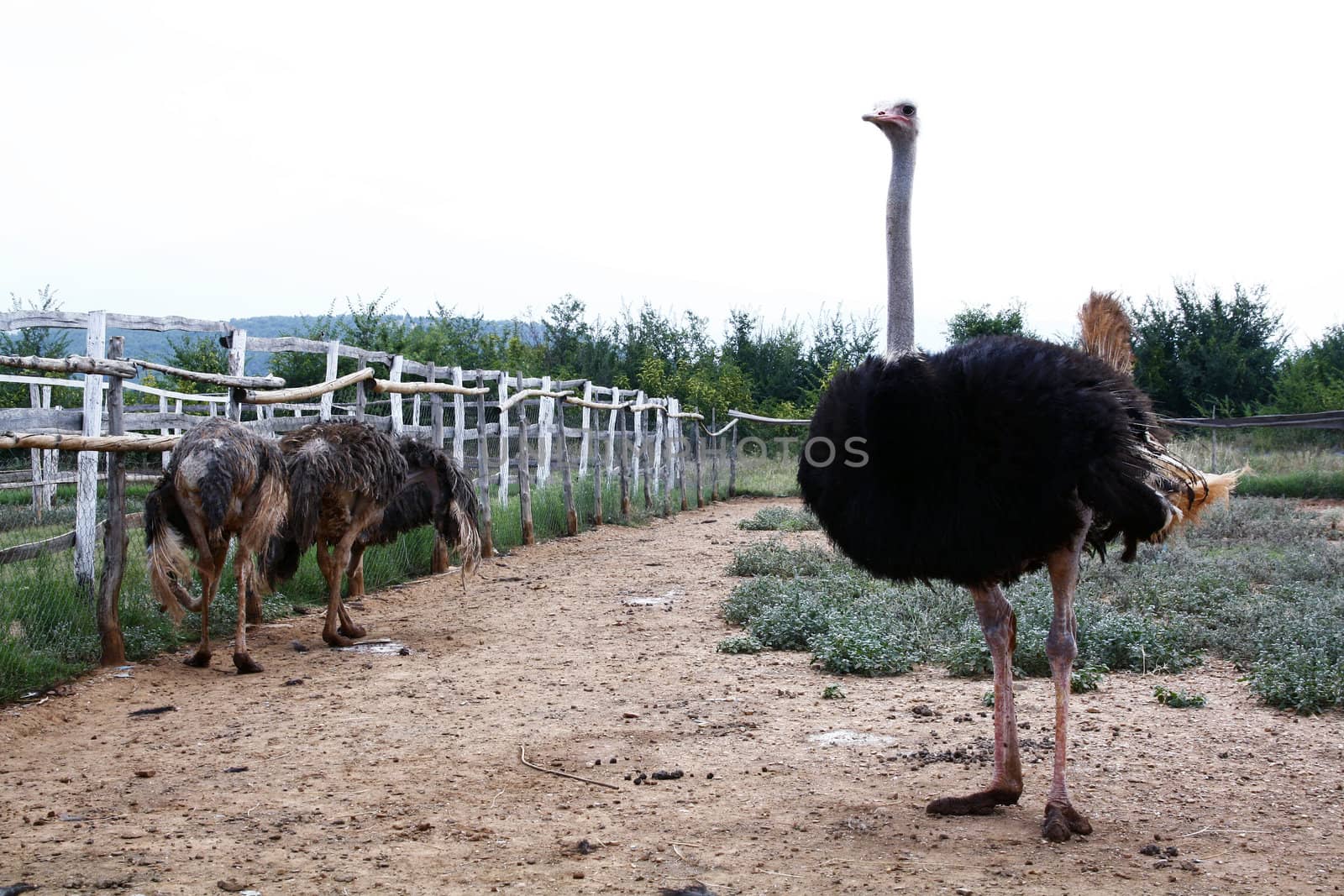 Ostriches by magraphics
