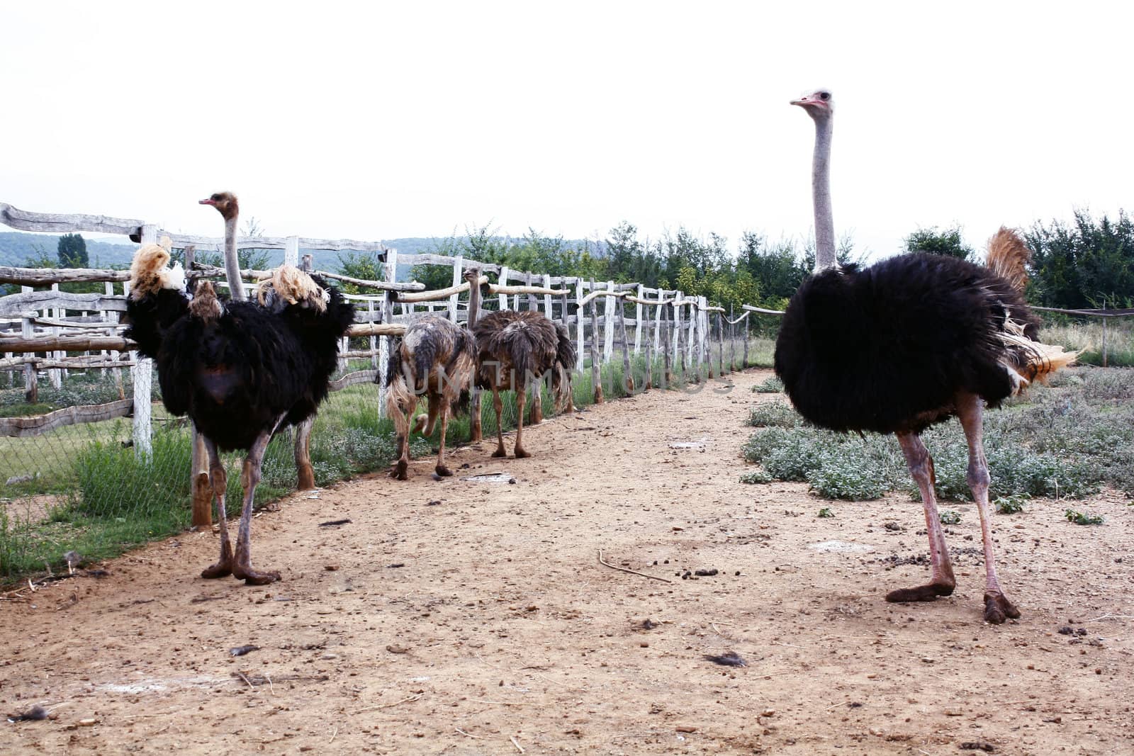 Ostriches by magraphics