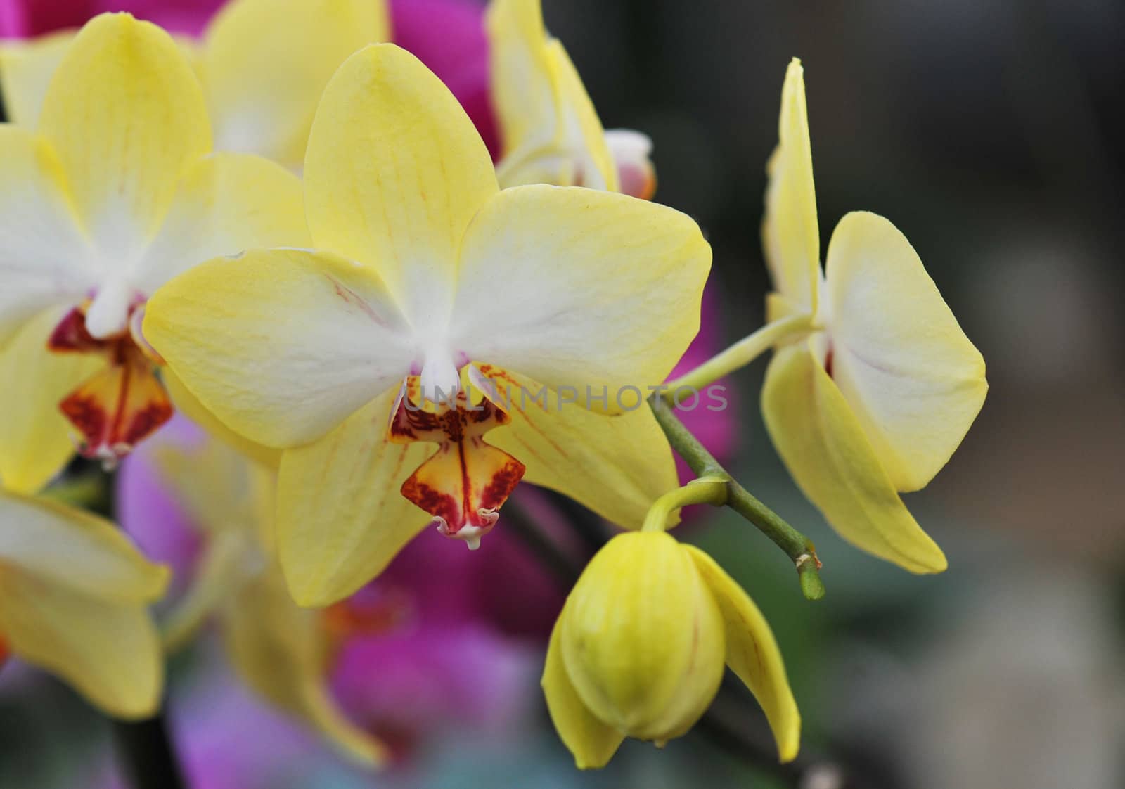 close-up of a beautif flower of phalaenopsis