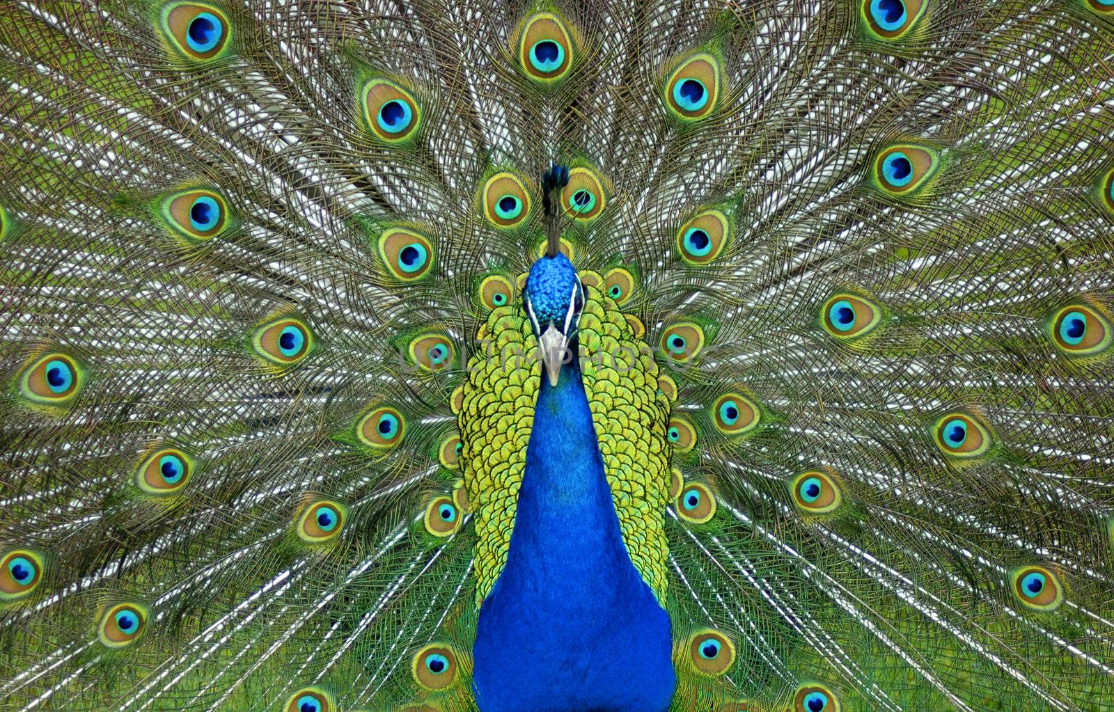 A male peacock displaying its colorful feathers