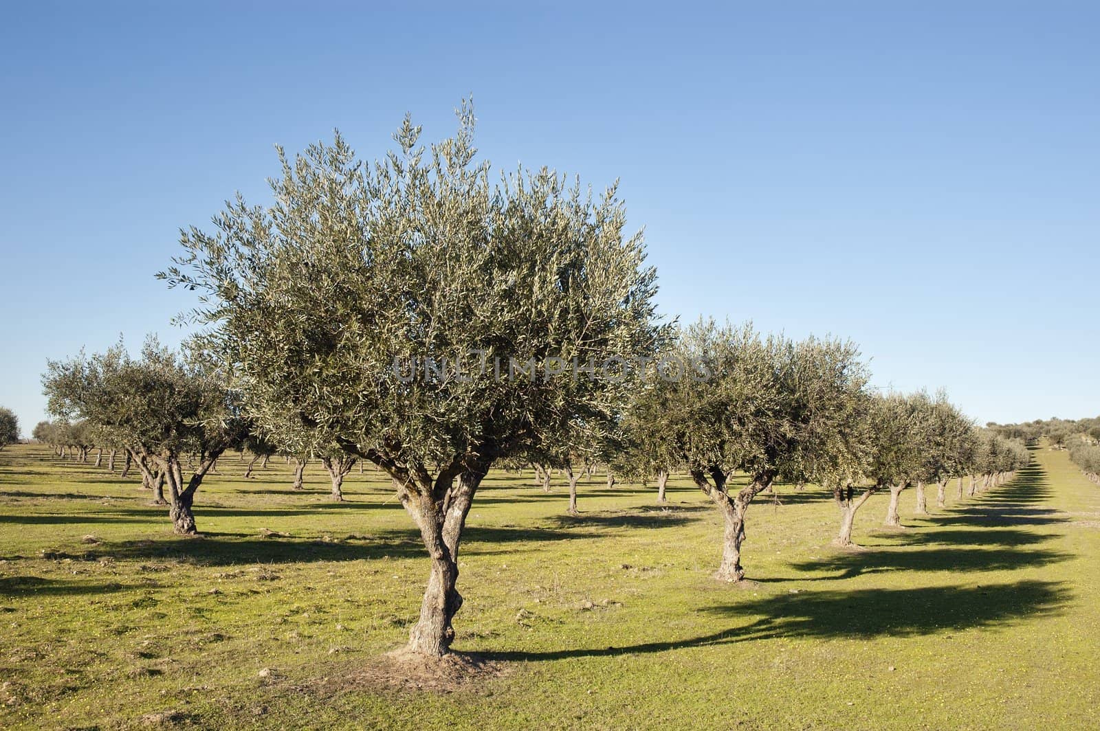 Olive grove in the fields of Alentejo, Portugal