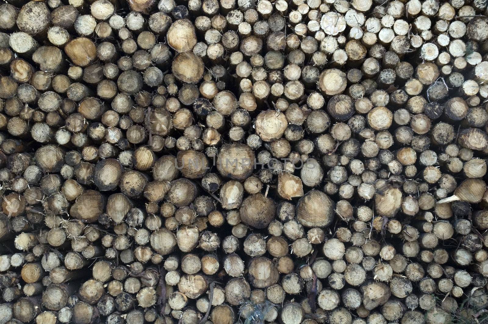 Pile of Logs by TimAwe