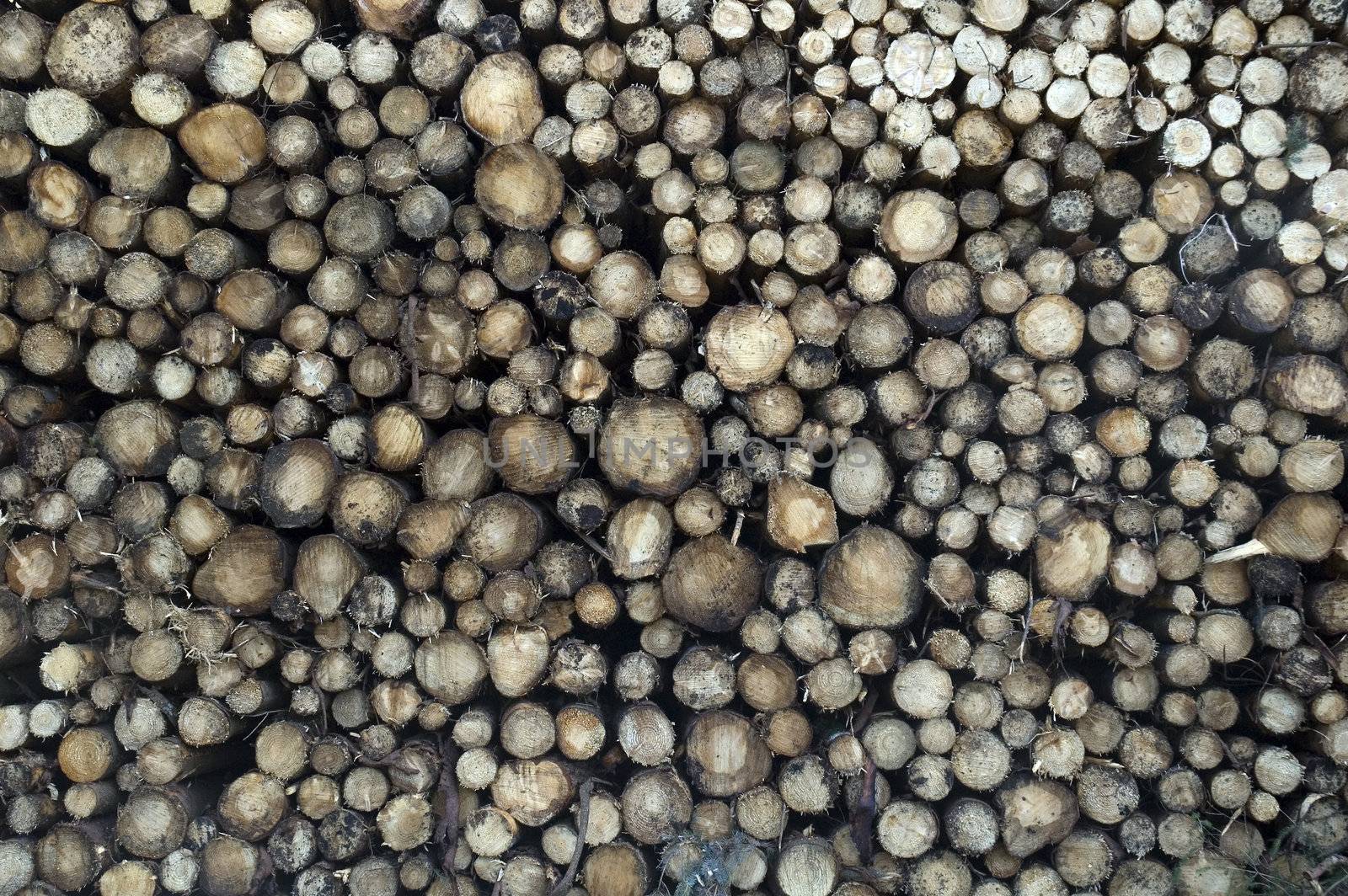 A pile of cut logs from a forestry plantation