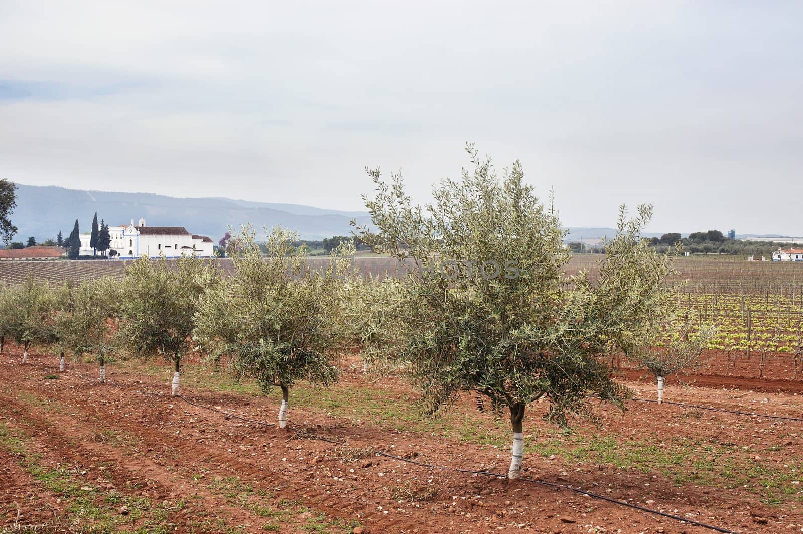 Olive grove with drip irrigation system, Alentejo, Portugal