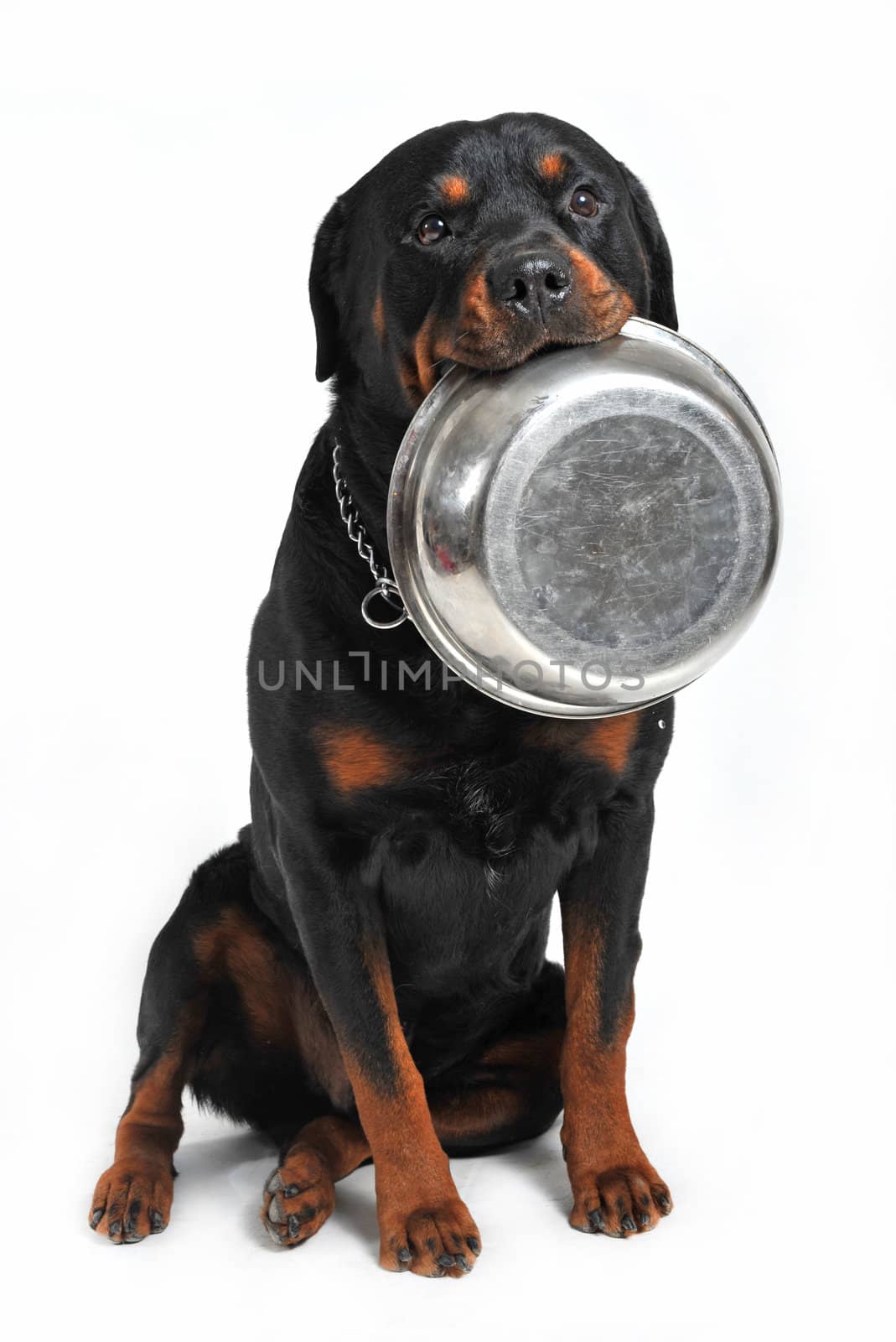 rottweiler carrying his aluminium bowl in his mouth