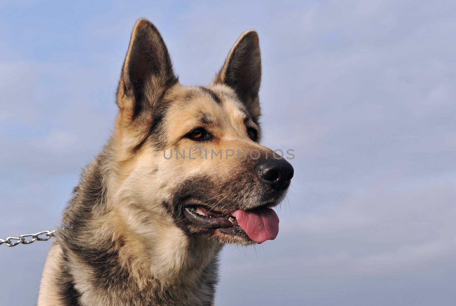 portrait of a purebred german shepherd on a blue sky