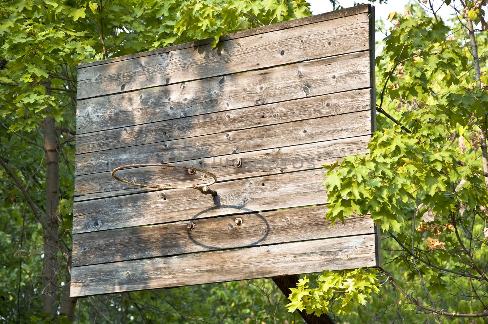 Old basketball hoop in the green forest. Old wooden shield in green leaves.