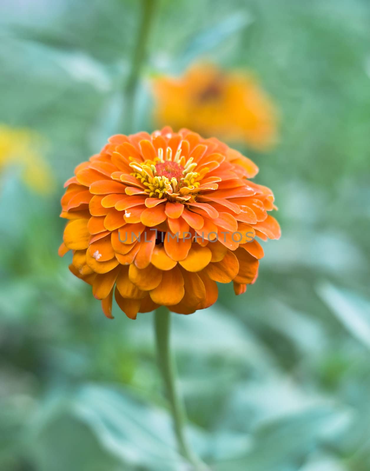 Orange flower close-up. Macro photography, blur, focus on the flower.