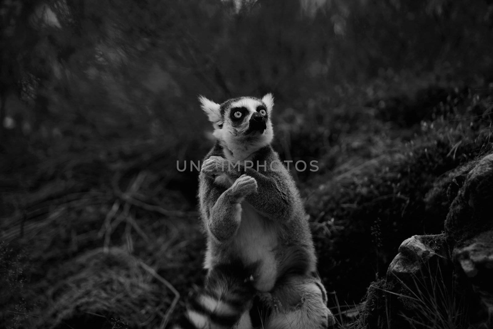 A ring-tailed lemur on guard against unexpected things in the night