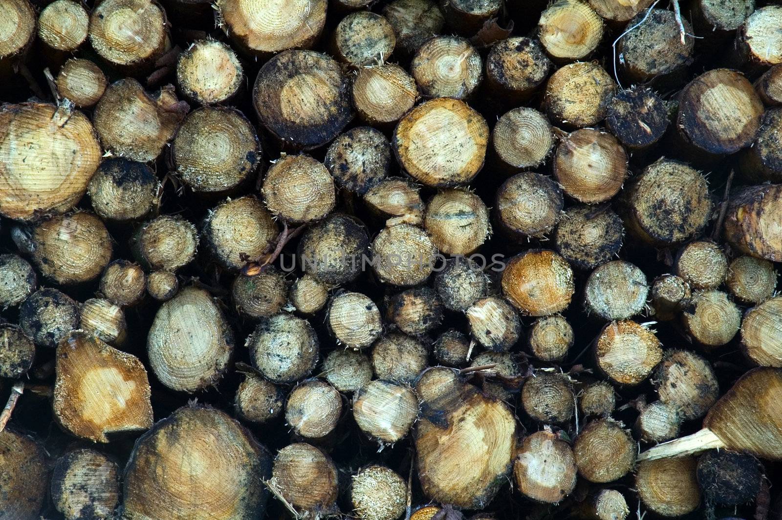 A pile of felled Pine trees