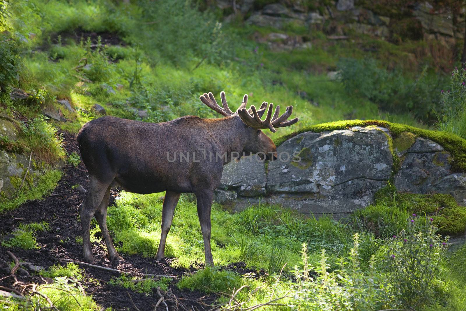 A moose walking in a Norwegian forest