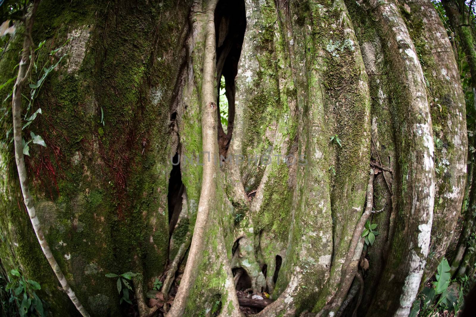 Strangler Fig Tree in Costa Rican cloud forest