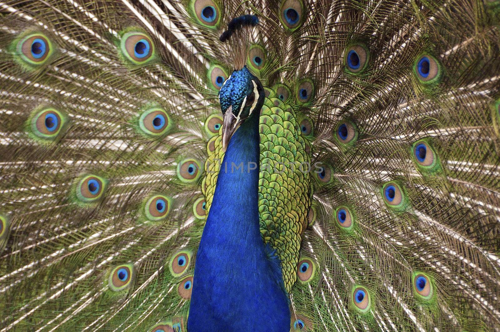 New high resolution image of a colorful peacock displaying its long feathers.