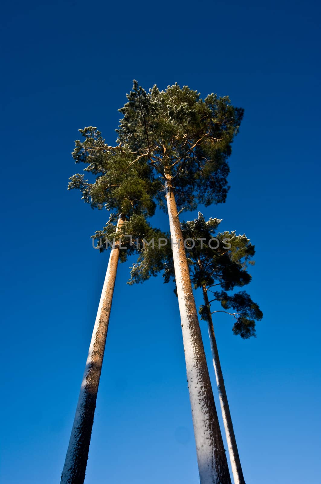 Tree high pine-trees