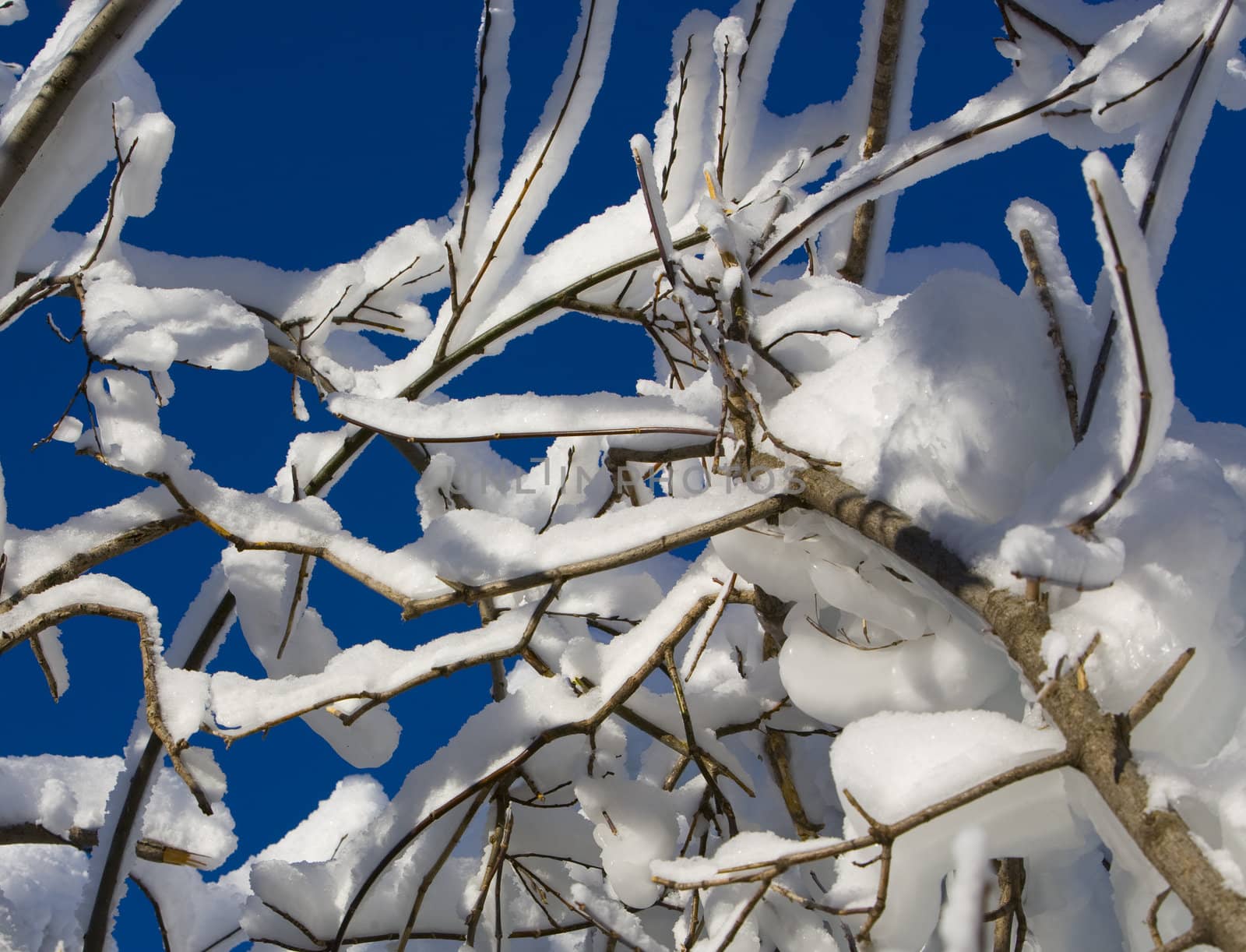 Ice and Snow on Branches by CalamityJohn