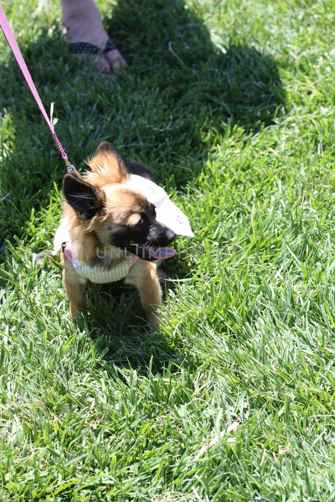 Close up of a chihuahua dog. 