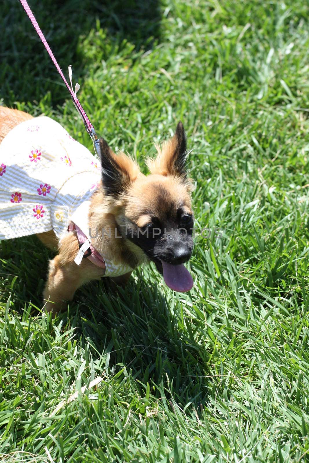 Close up of a chihuahua dog. 