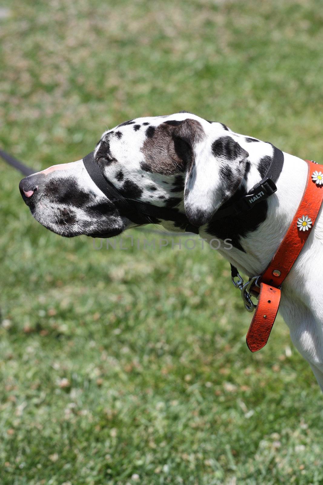 Close up of a Great Dane dog.