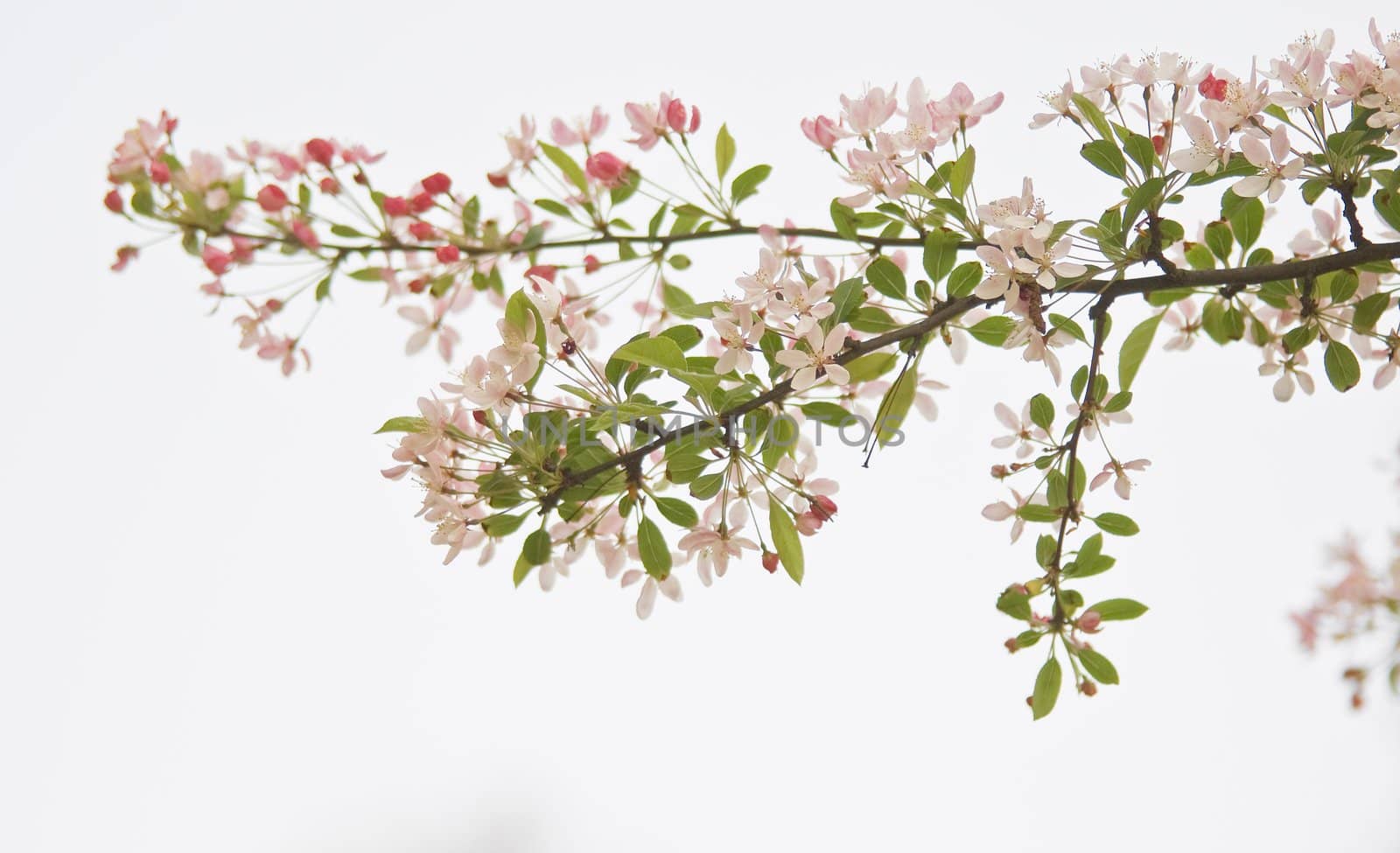 Branch of pink and white blossom in spring on white background