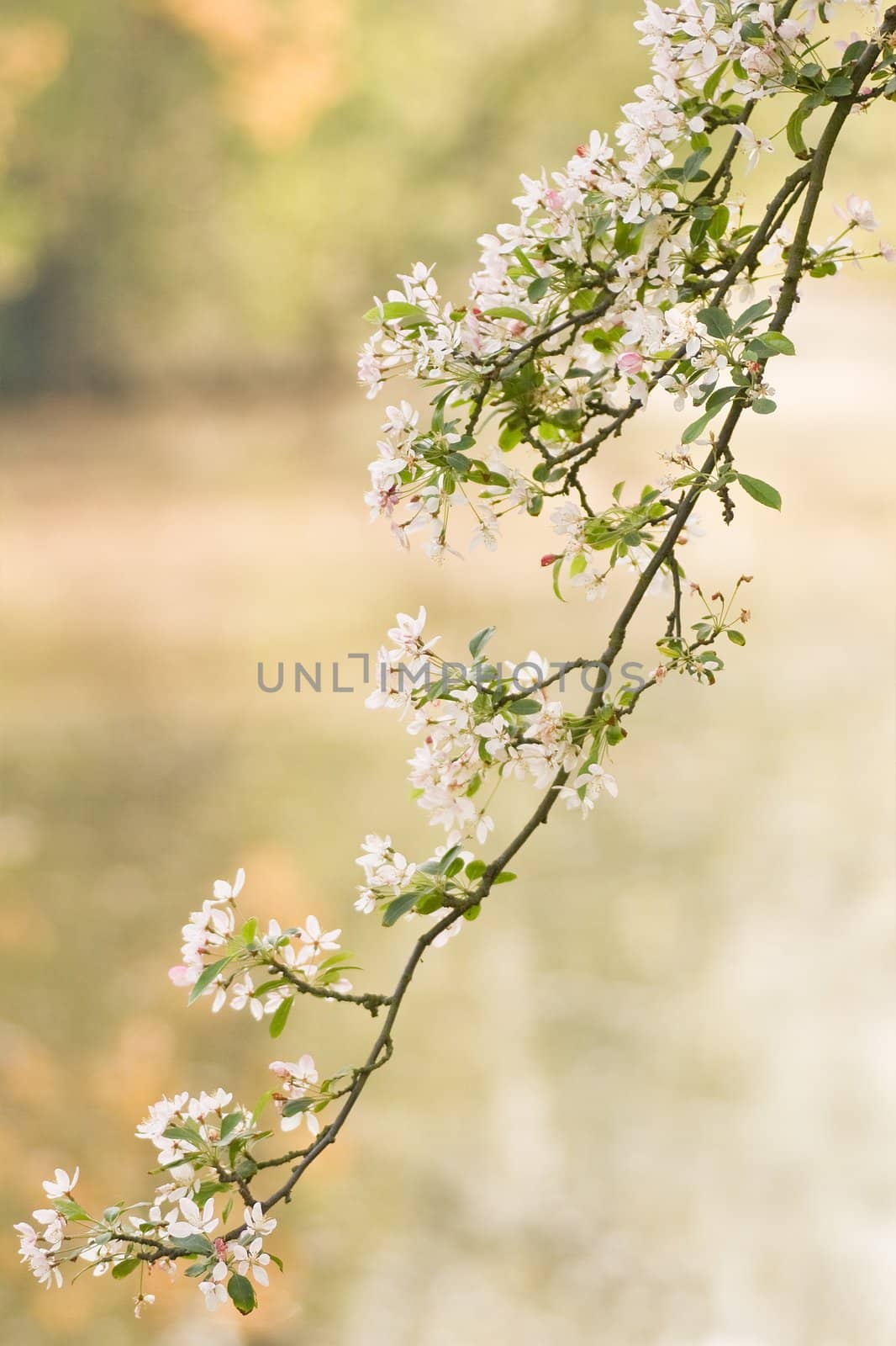 Branch of pink and white blossom in spring with water in background