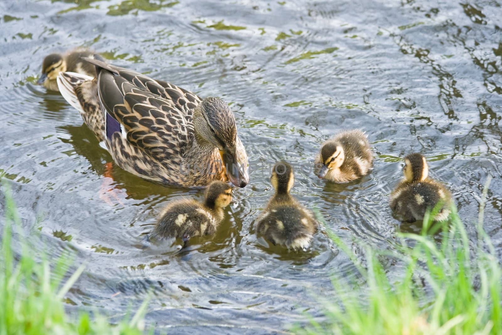 Female mallard with her ducklings in spring