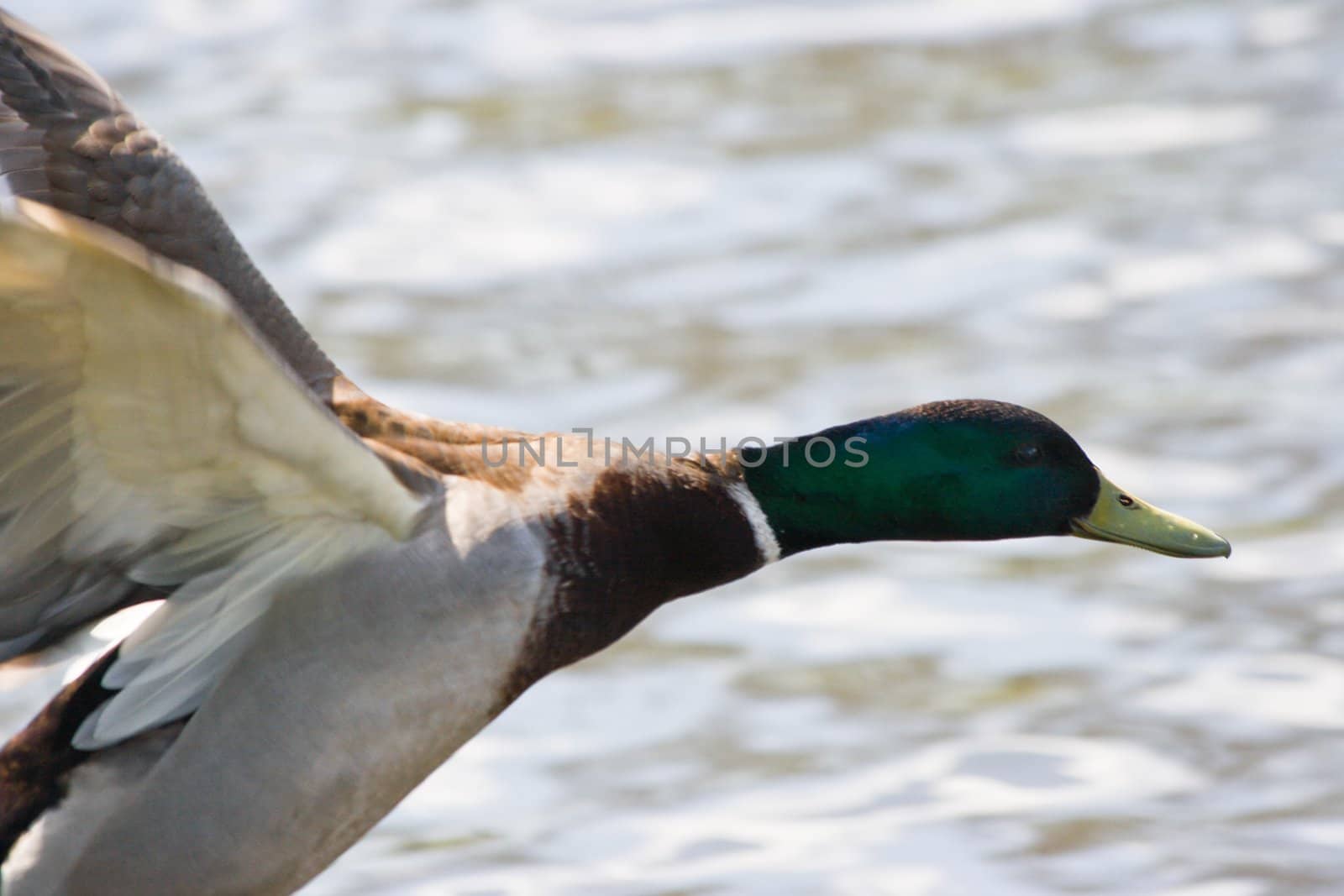 Male mallard in flight by Colette