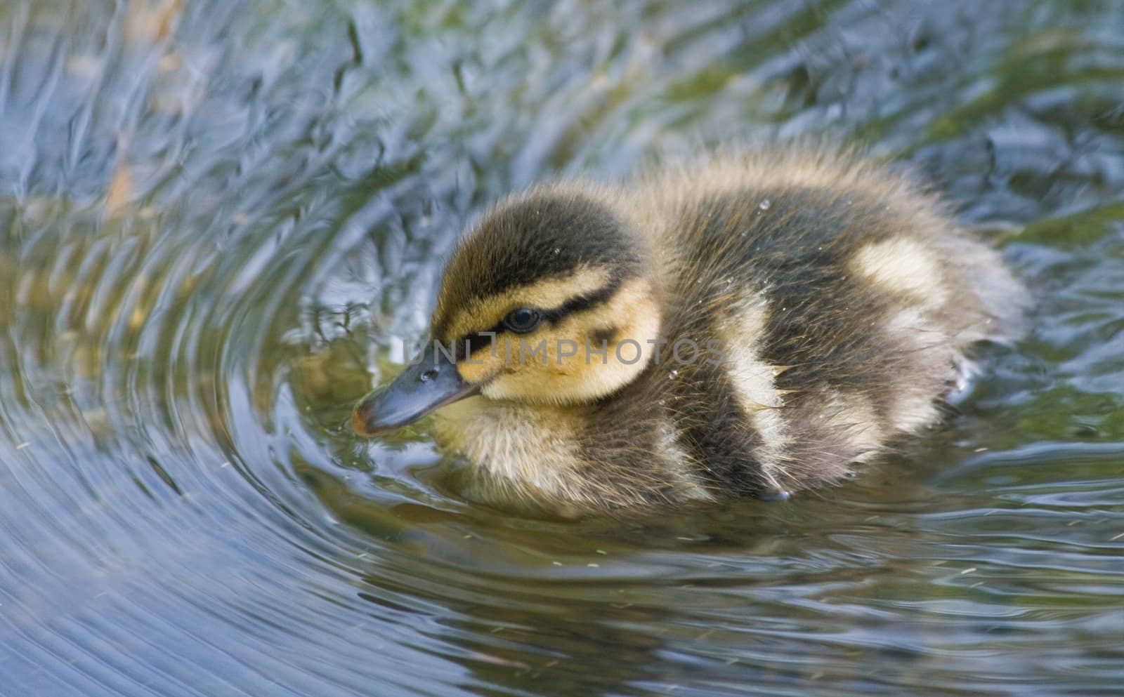 Small duckling in spring by Colette