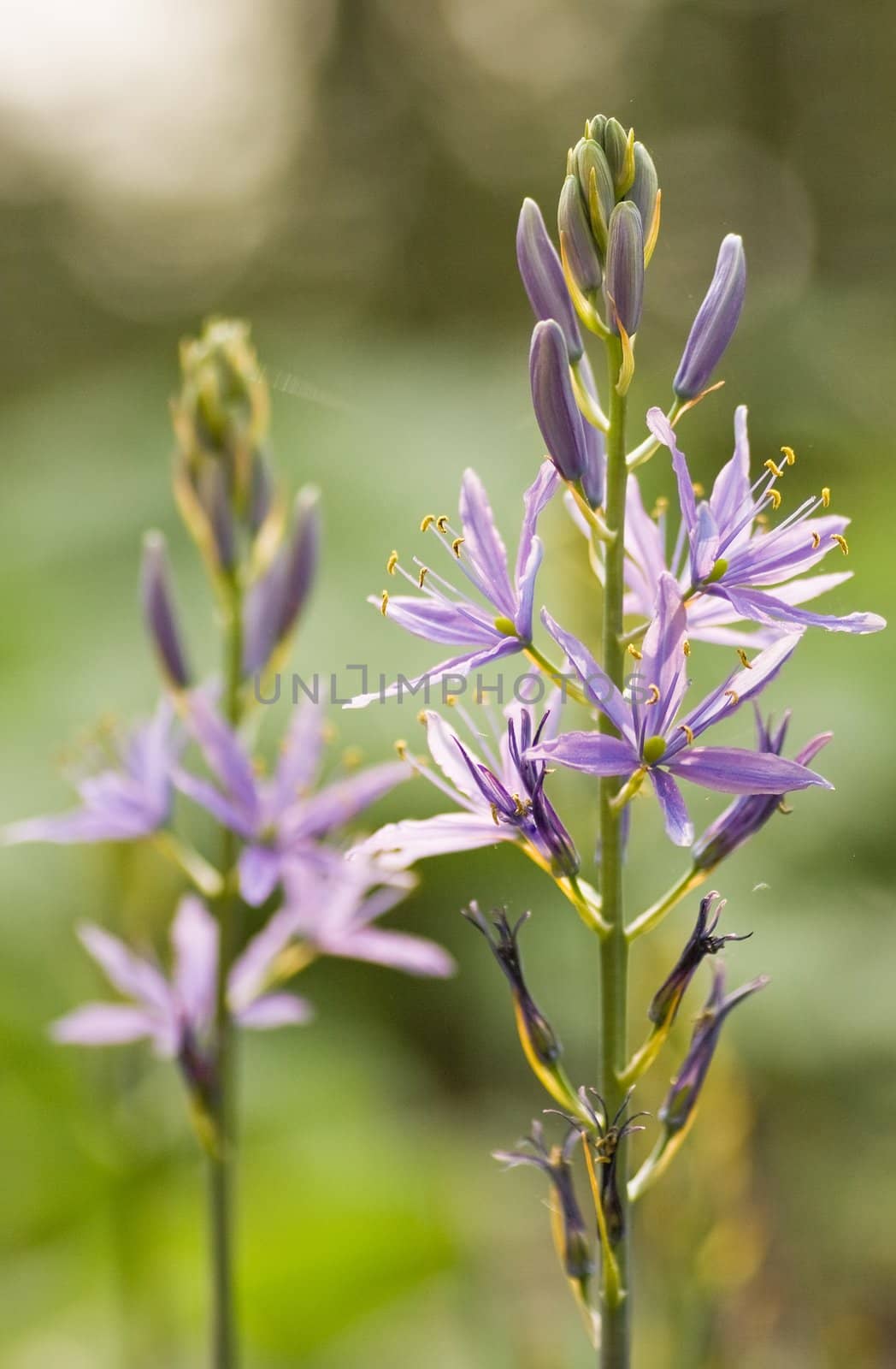 Purple flowers in springtime with green background