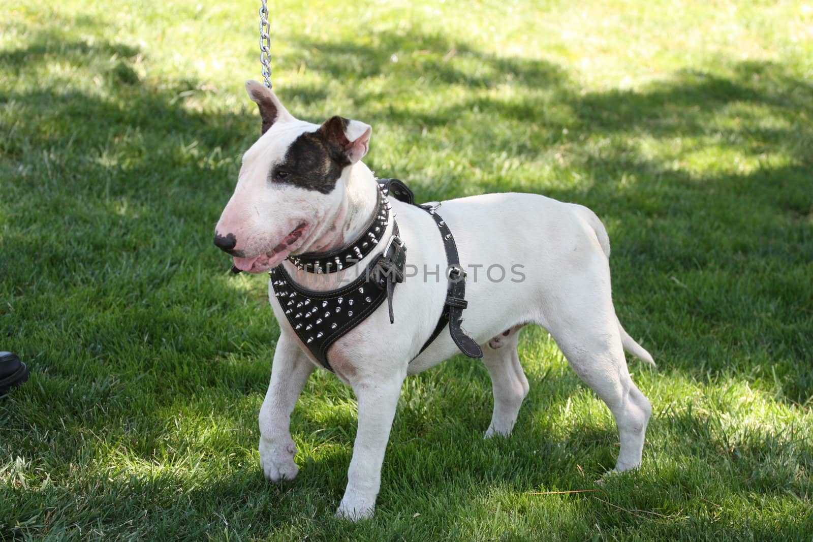 Close up of a Bull Terrier dog. 