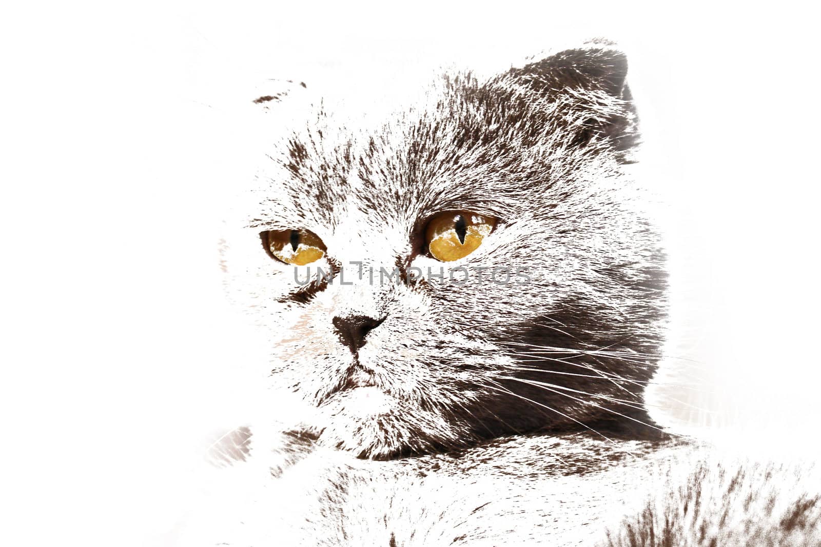 Portrait of a scottish fold cat                               