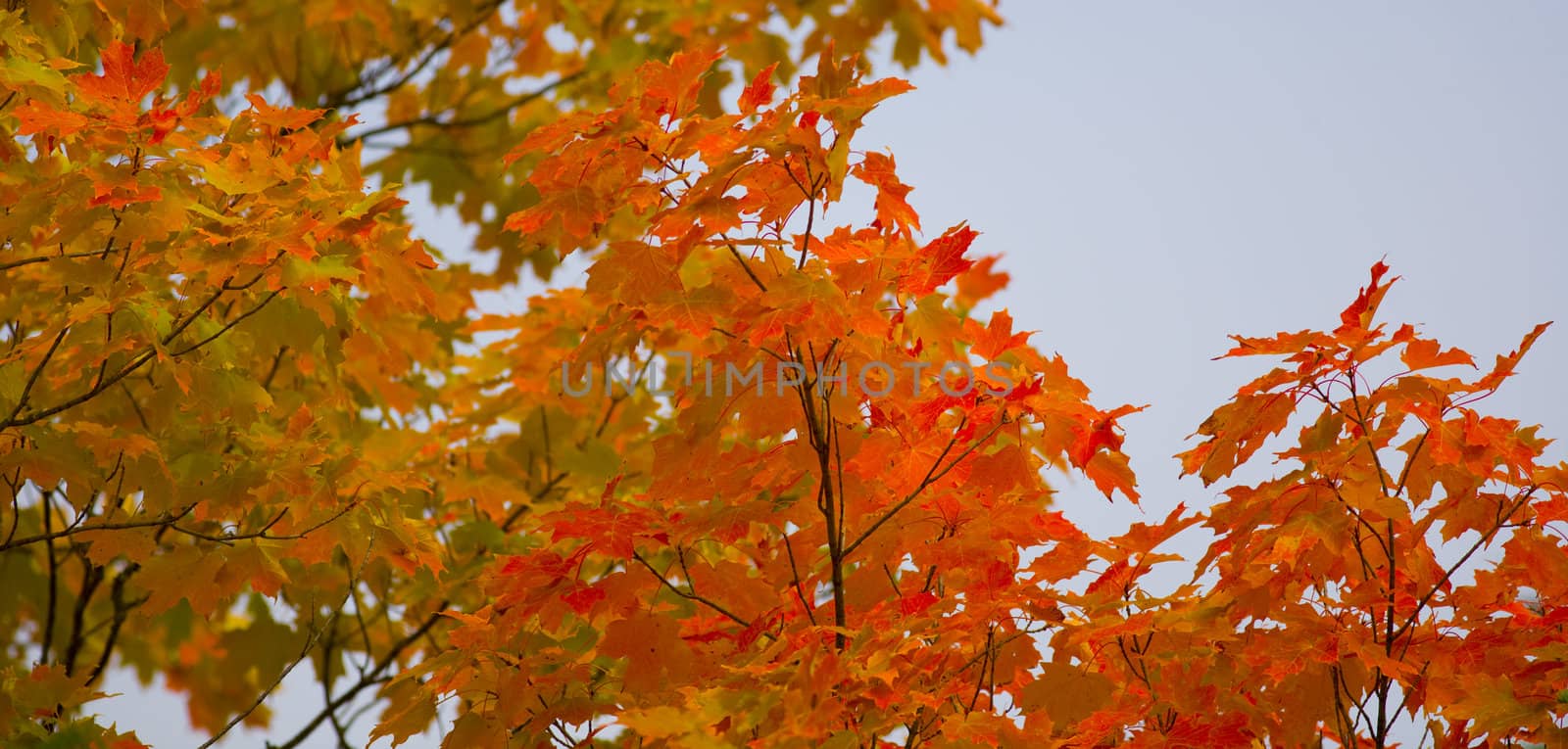 September Treetops in the North Woods of Minnesota