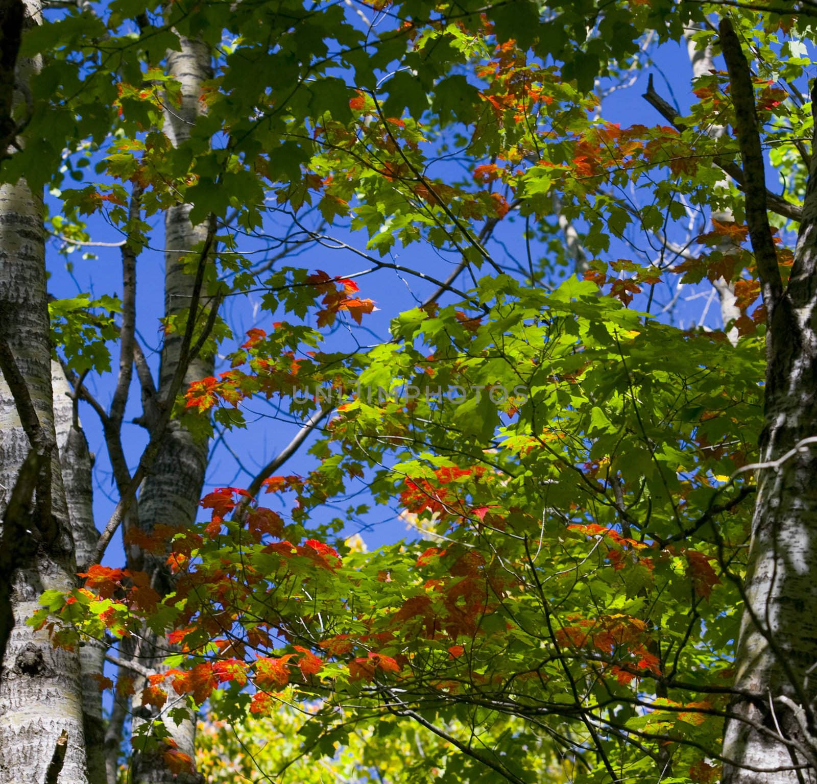 September leaves and sky in the north woods of Minnesota