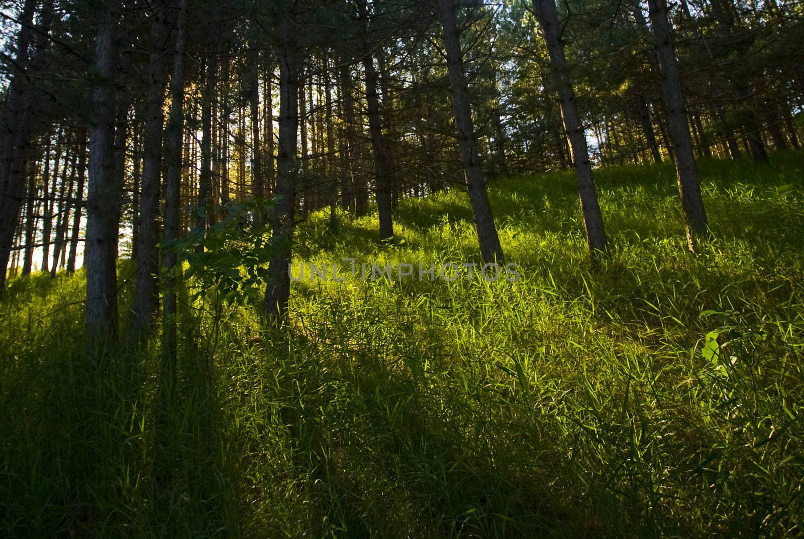 Low sun through trees in a forest evening.