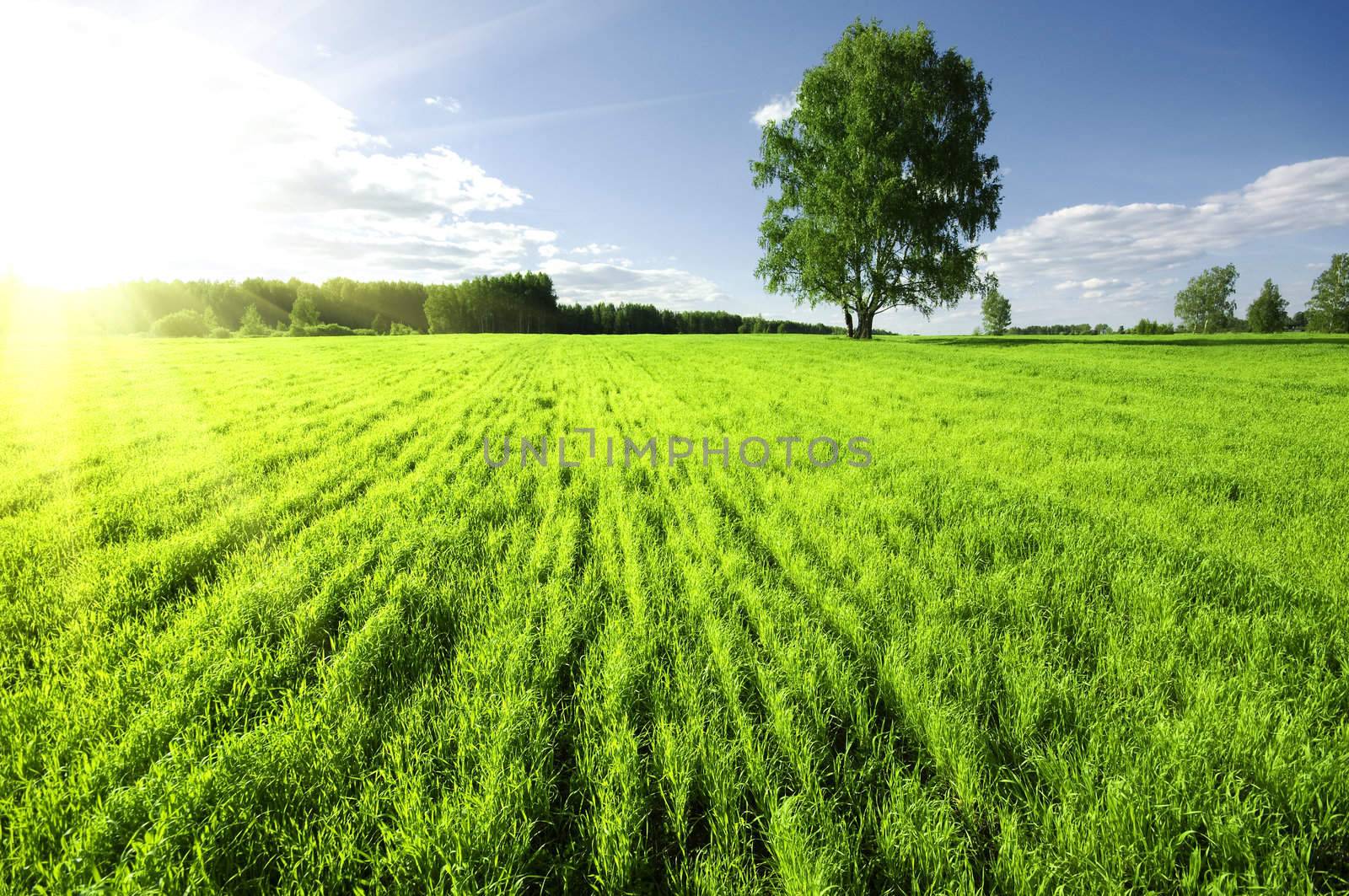 Sunset over meadow with big green alone tree