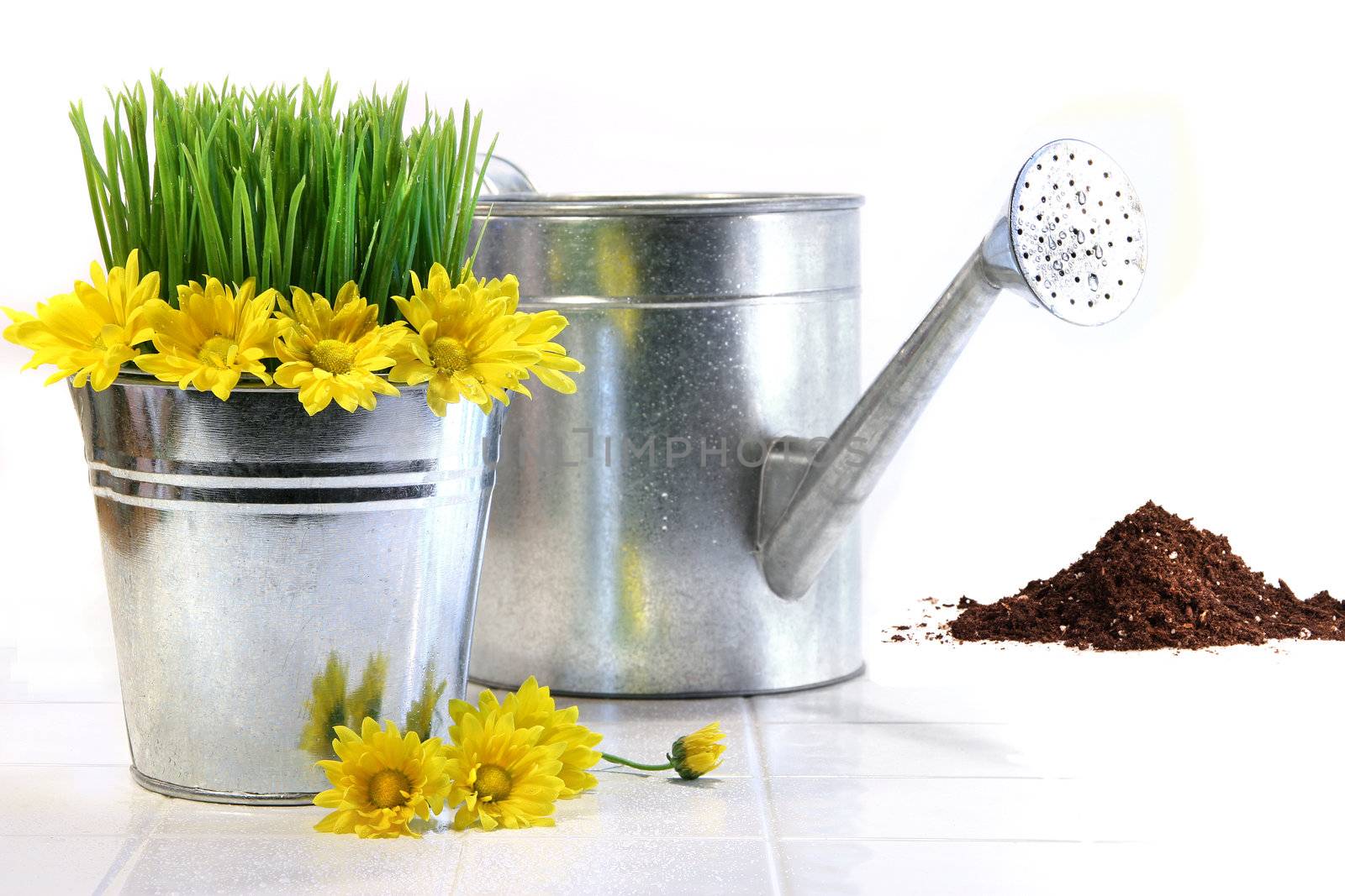 Garden pot with grass, daisies and watering can on white