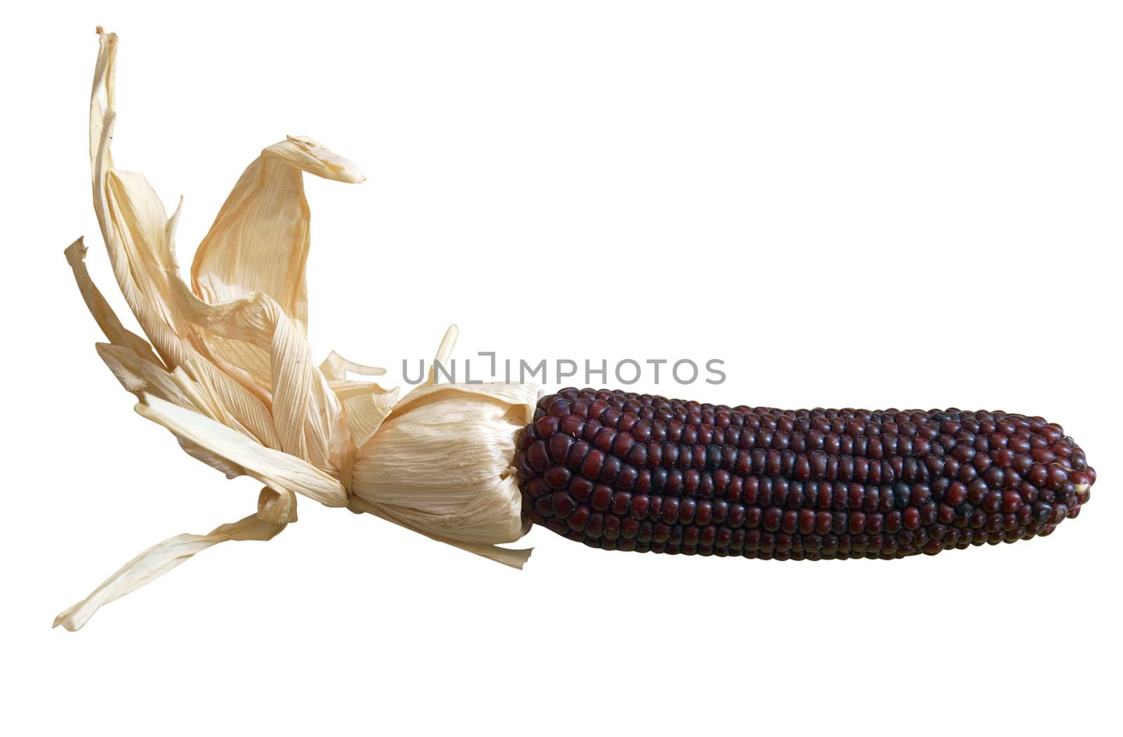 Dark Red Indian Corn  by MargoJH