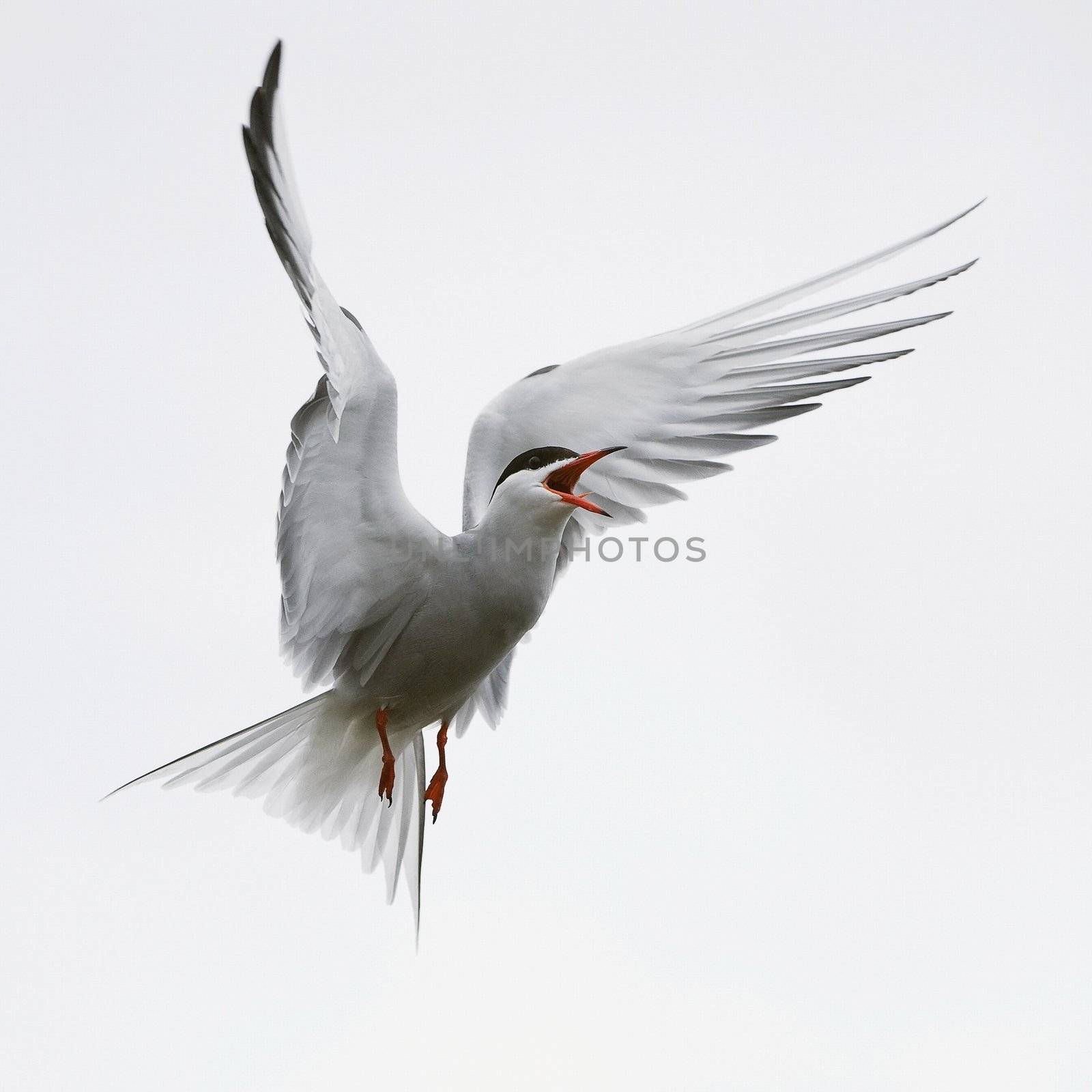 The Common Tern (Sterna hirundo) is a seabird of the tern family Sternidae. This bird has a circumpolar distribution breeding in temperate and sub-Arctic regions of Europe, Asia and east and central North America. It is strongly migratory, wintering in coastal tropical and subtropical regions. It is sometimes known as the sea swallow. 