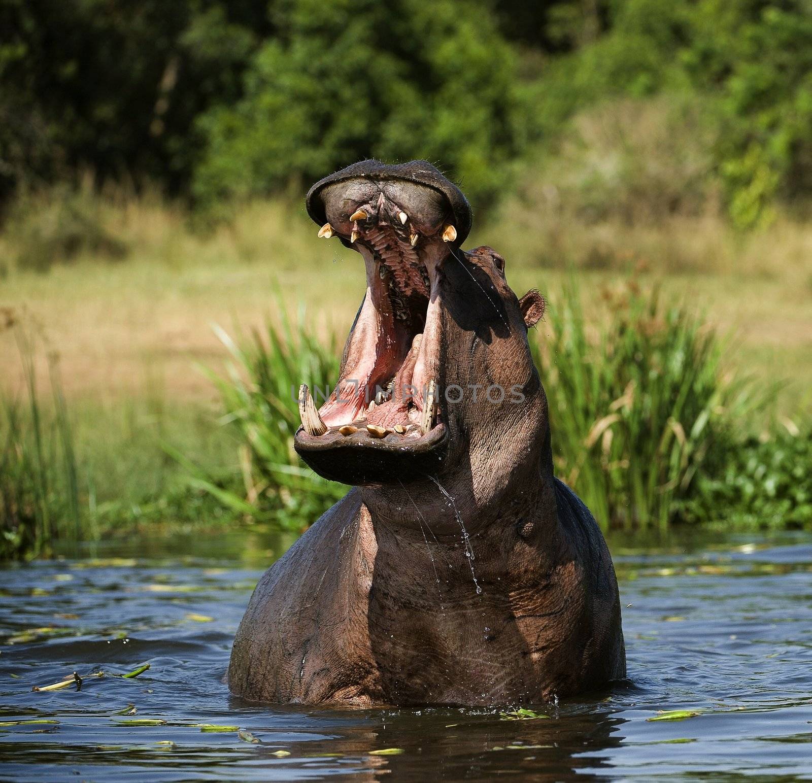 The hippopotamus (Hippopotamus amphibius), or hippo, from the ancient Greek for "river horse" (Ιπποπόταμος), is a large, mostly herbivorous mammal in sub-Saharan Africa, and one of only two extant species in the family Hippopotamidae (the other is the Pygmy Hippopotamus.)