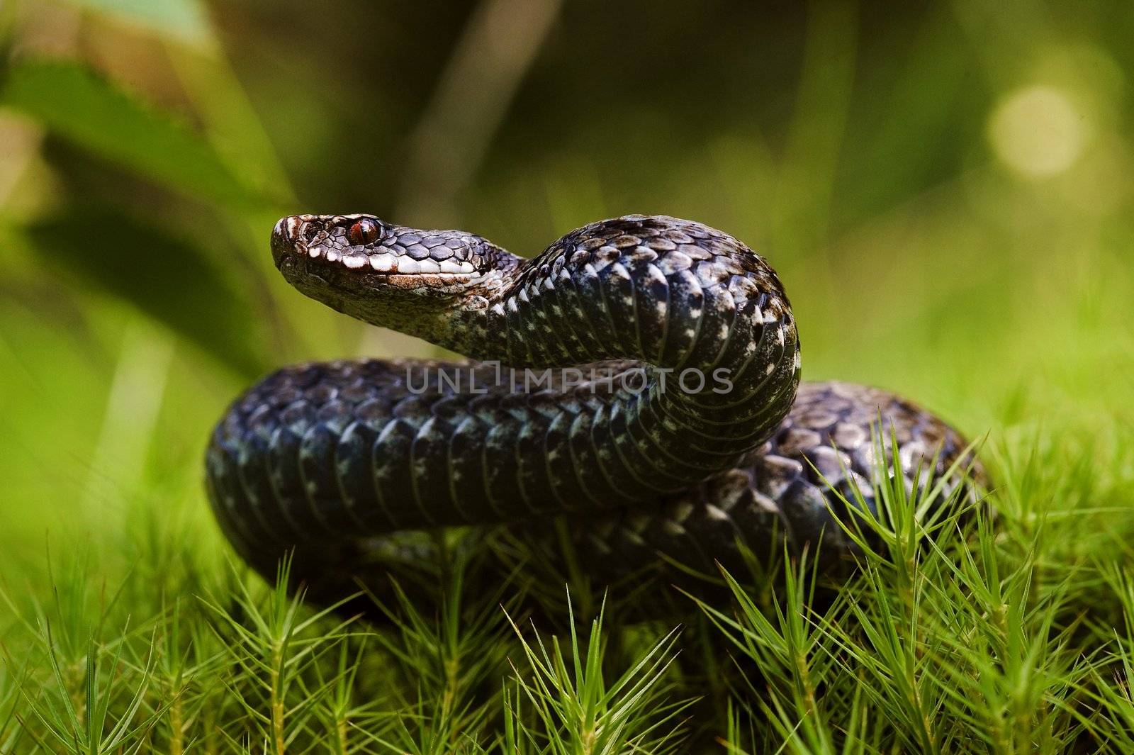 Vipera berus, the common European adder or common European viper, is a venomous viper species that is extremely widespread and can be found throughout most of Western Europe and all the way to Far East Asia.