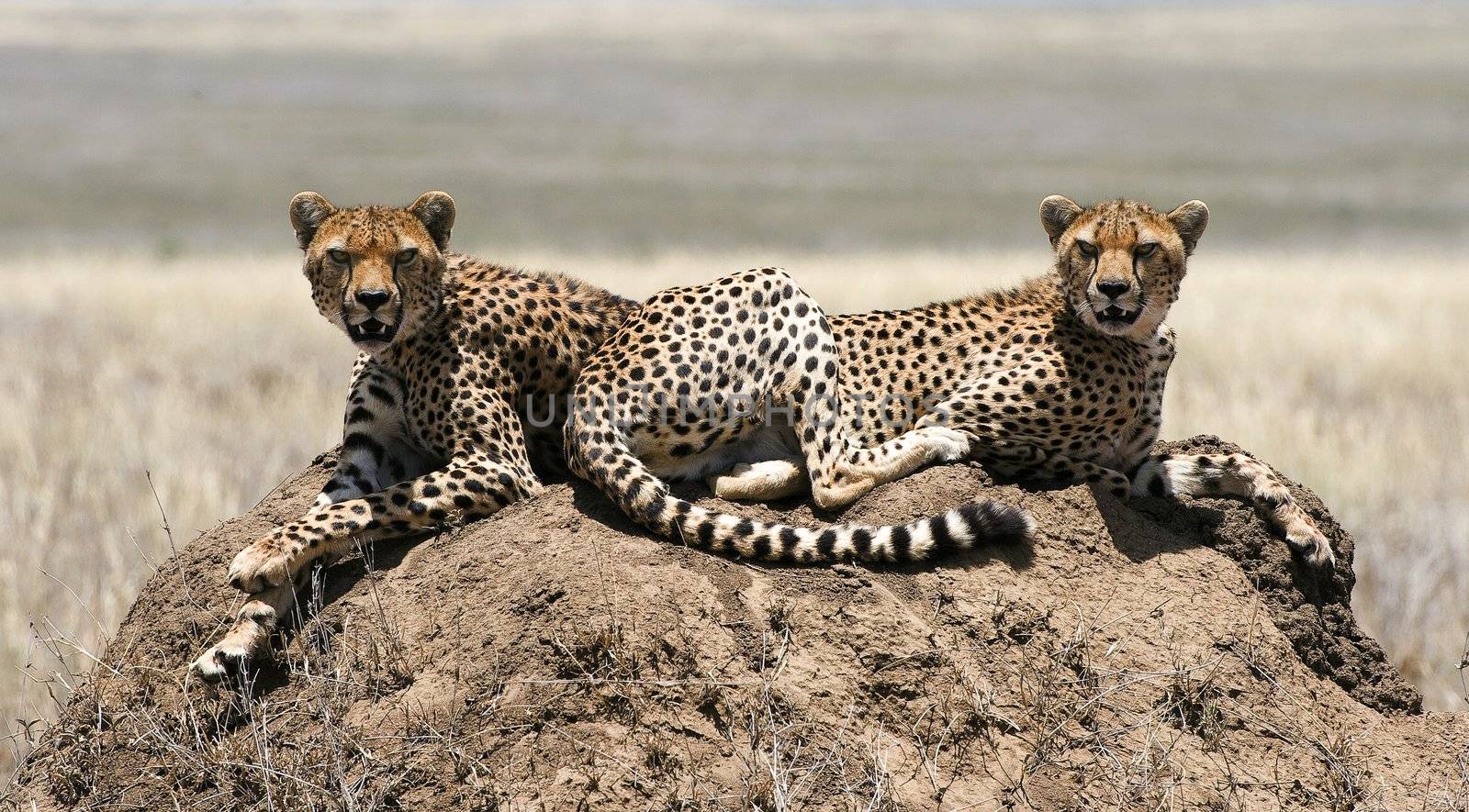 The cheetah (Acinonyx jubatus) is an atypical member of the cat family (Felidae) that is unique in its speed, while lacking strong climbing abilities. The species is the only living member of the genus Acinonyx.