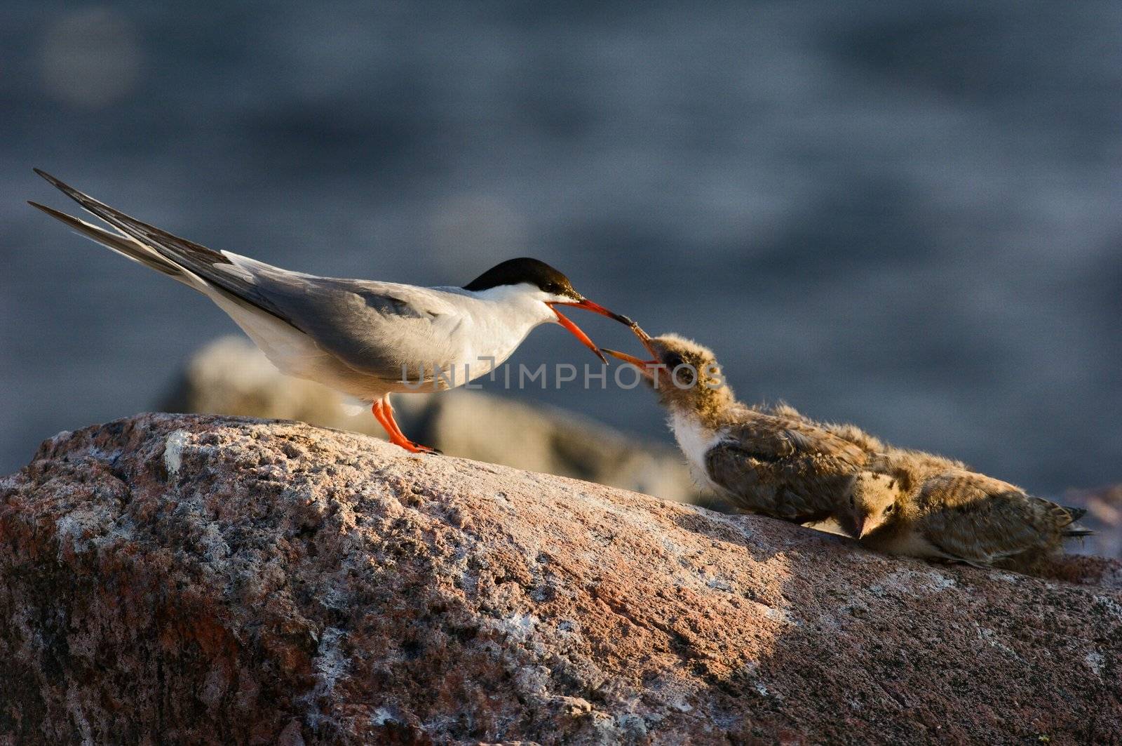 Tern and baby birds  by SURZ