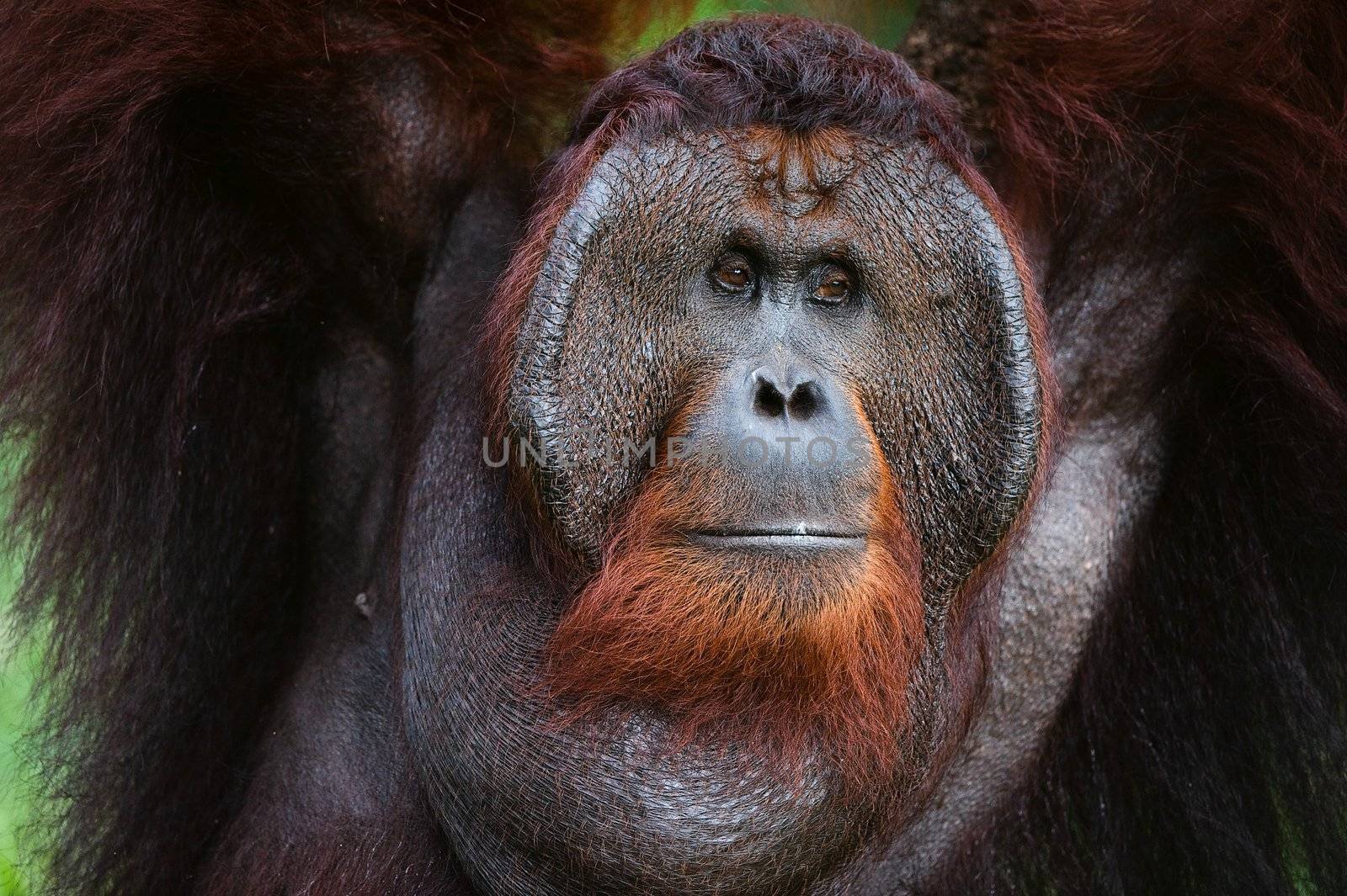 Orangutan  by SURZ