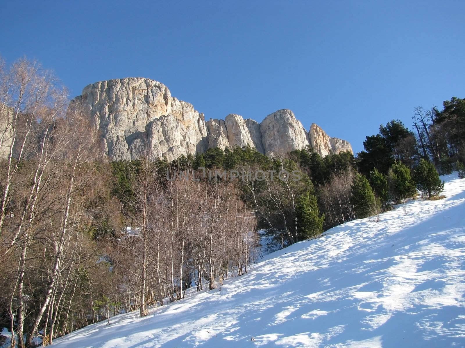 background; Europe; Russia; a file; flora; vegetation; pines; winter